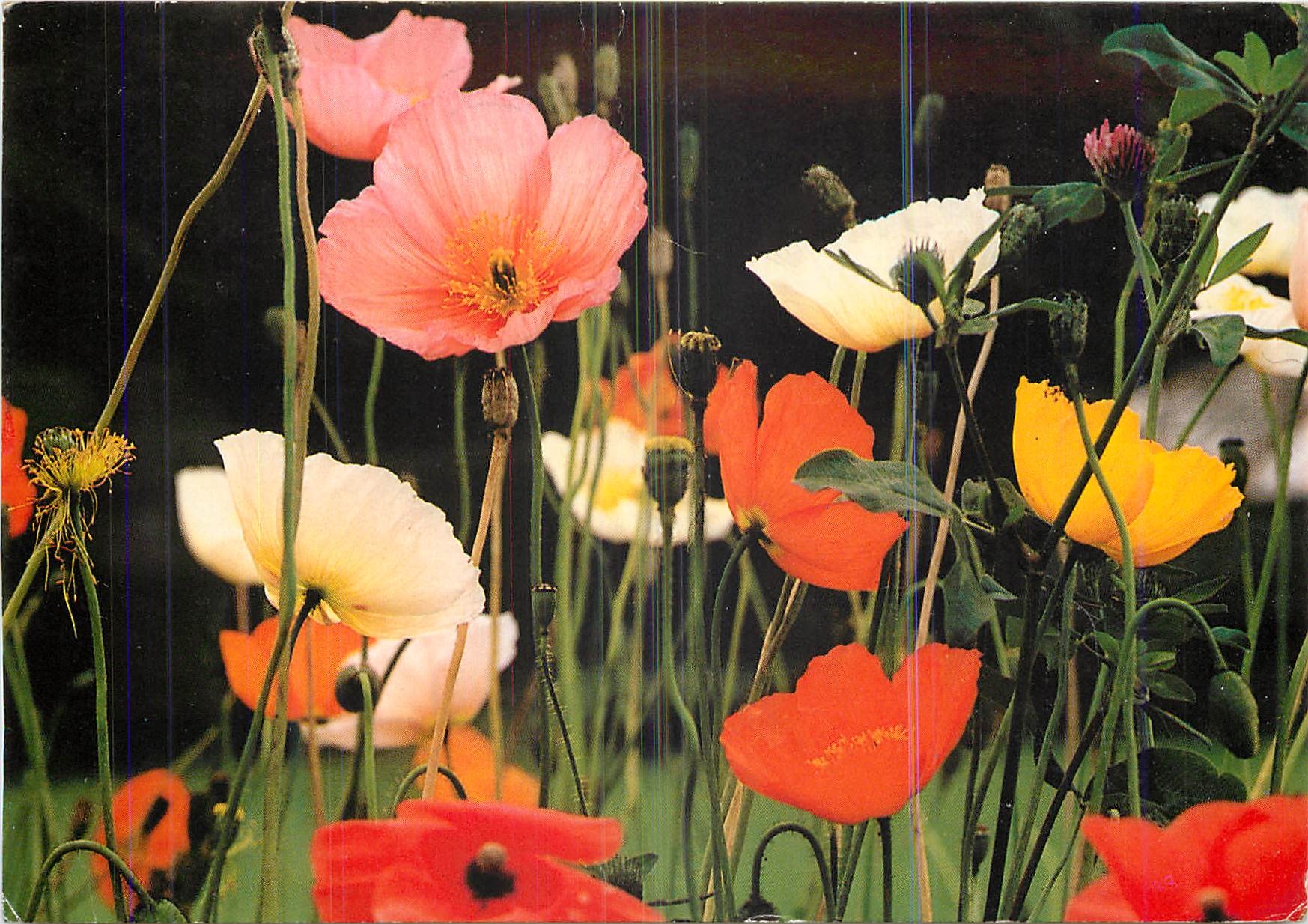 CPM Fleurs 