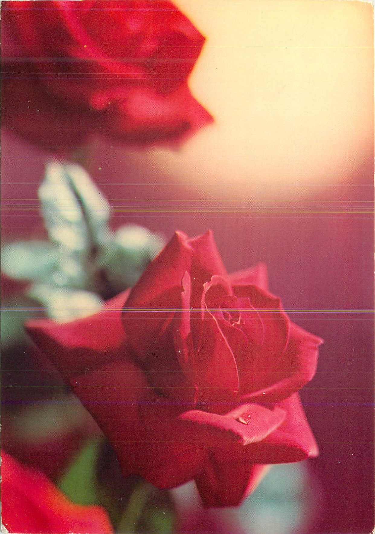CPM Fleurs Roses