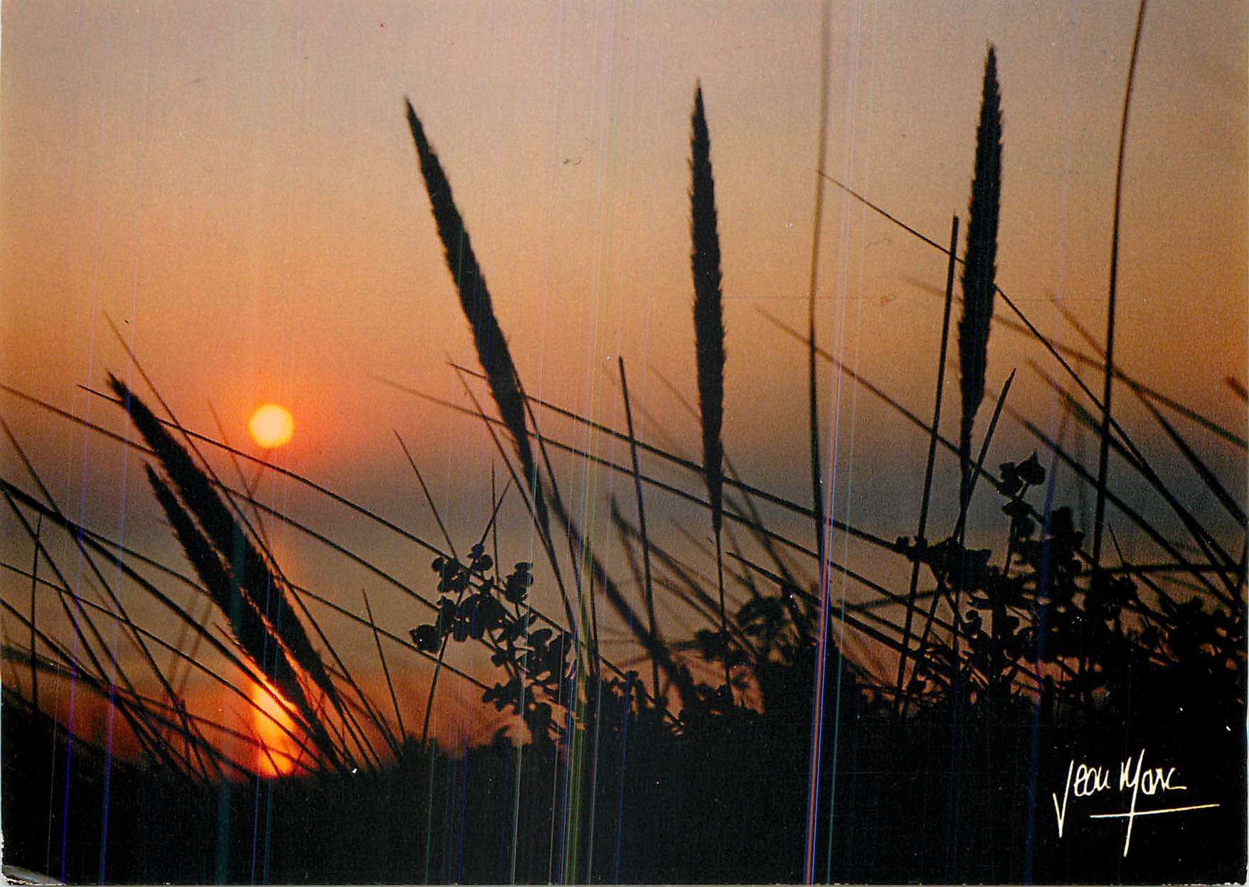 CPM Le Soir Herbes des dunes herbes sauvages