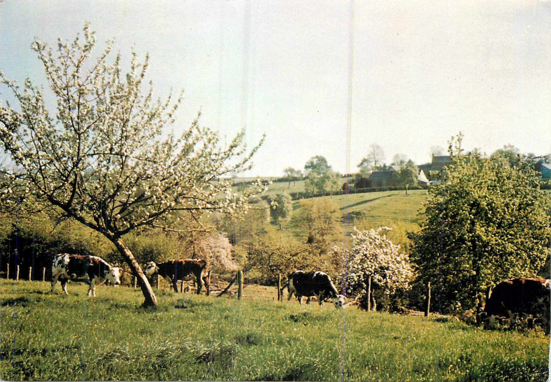 CPM Bocage en Cotentin Oeuvre des pupilles de l'Ecole Publique de la Manche Vaches