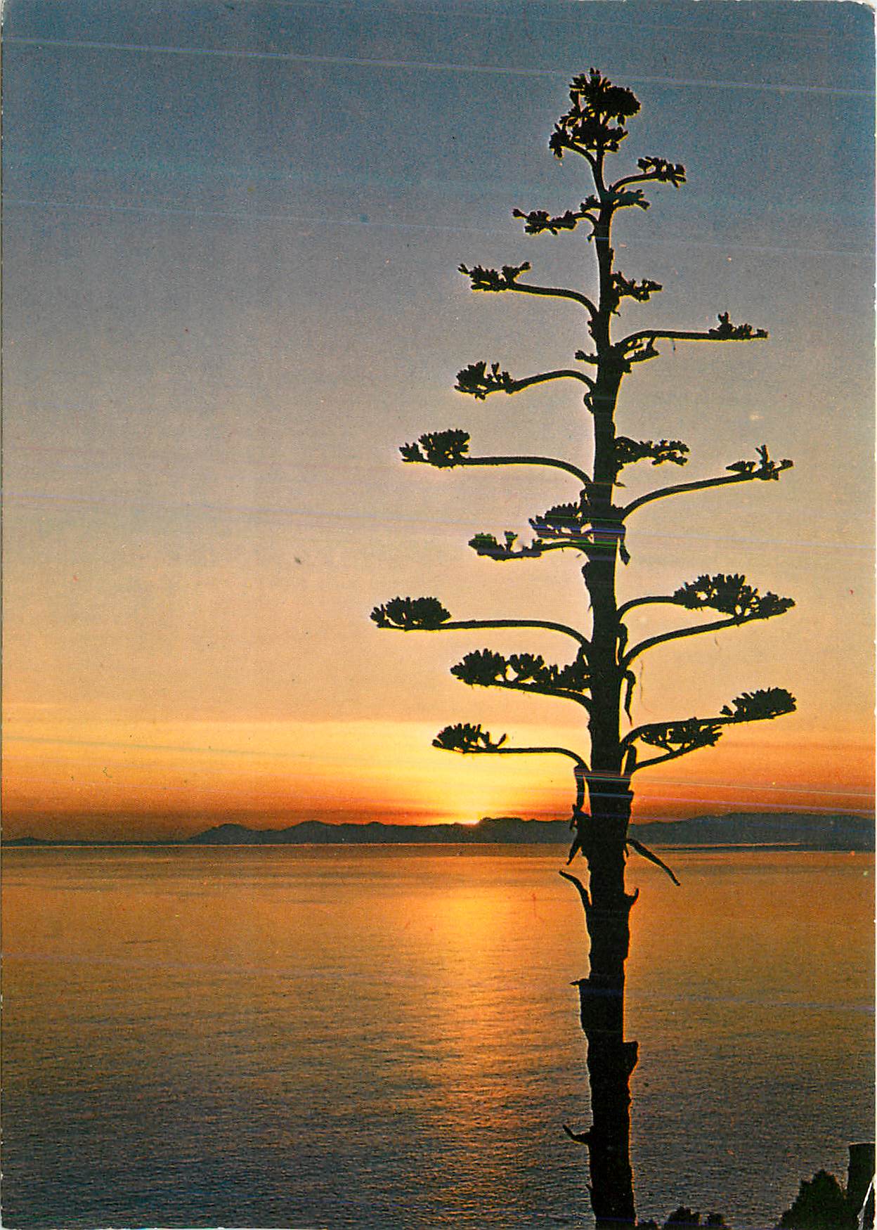 CPM Cote d'Azur Coucher de Soleil