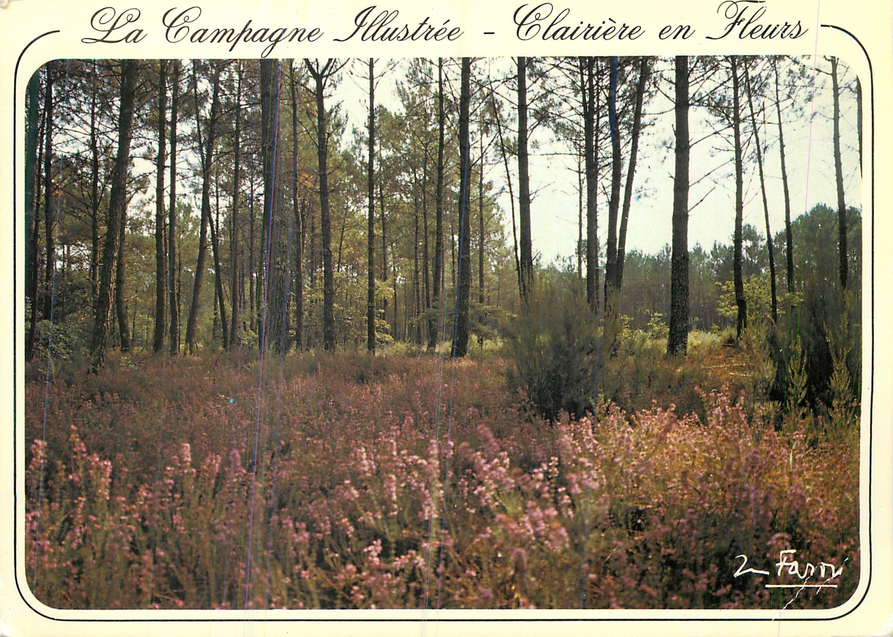 CPM Clairiere en Fleurs