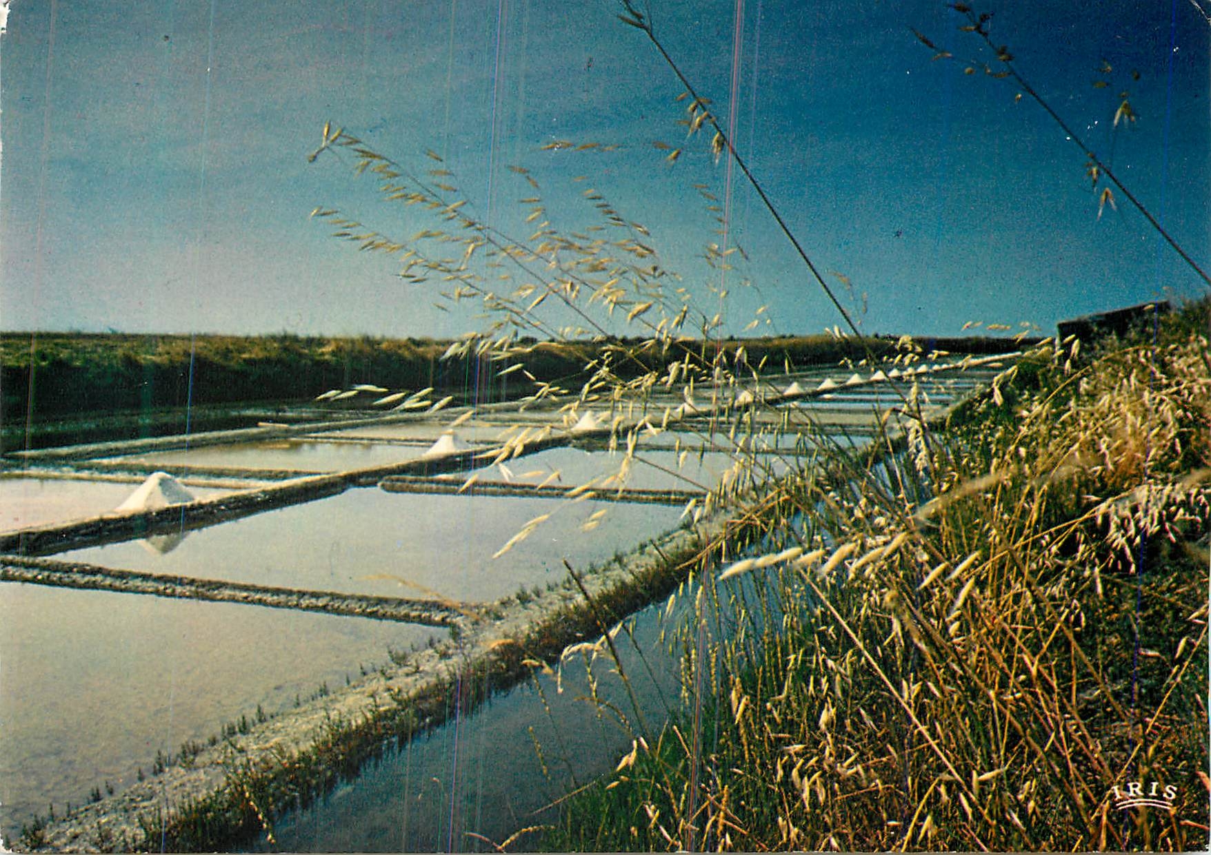 CPM Ile de Re (Charente Maritime) Les marais salants