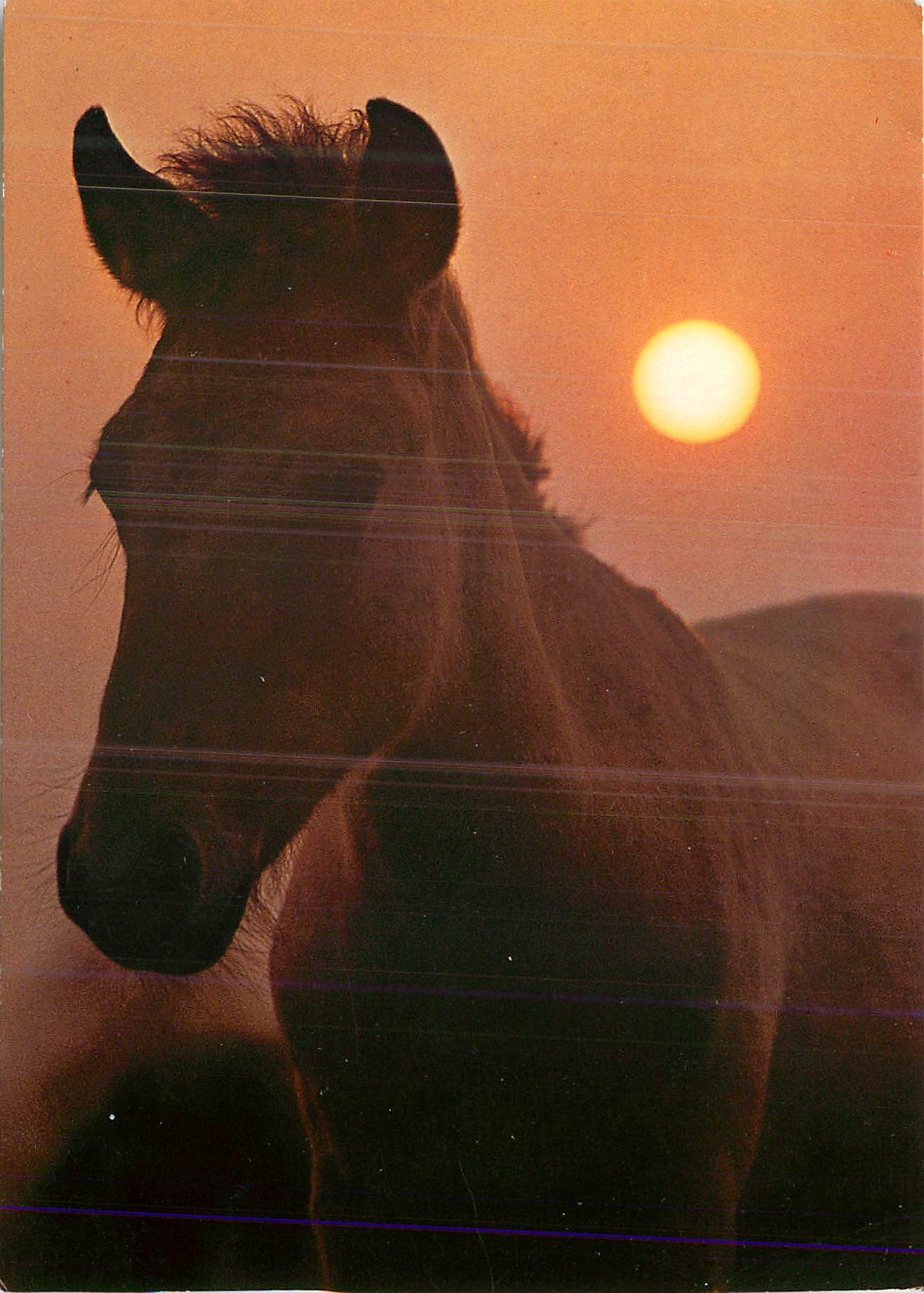 CPM Dulmener Wildprierd Cheval sauvage de Dulmen