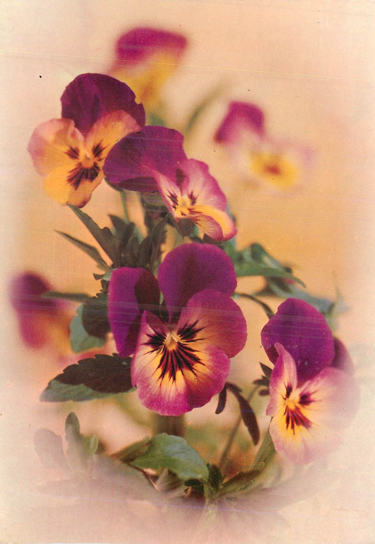 CPM Fleurs