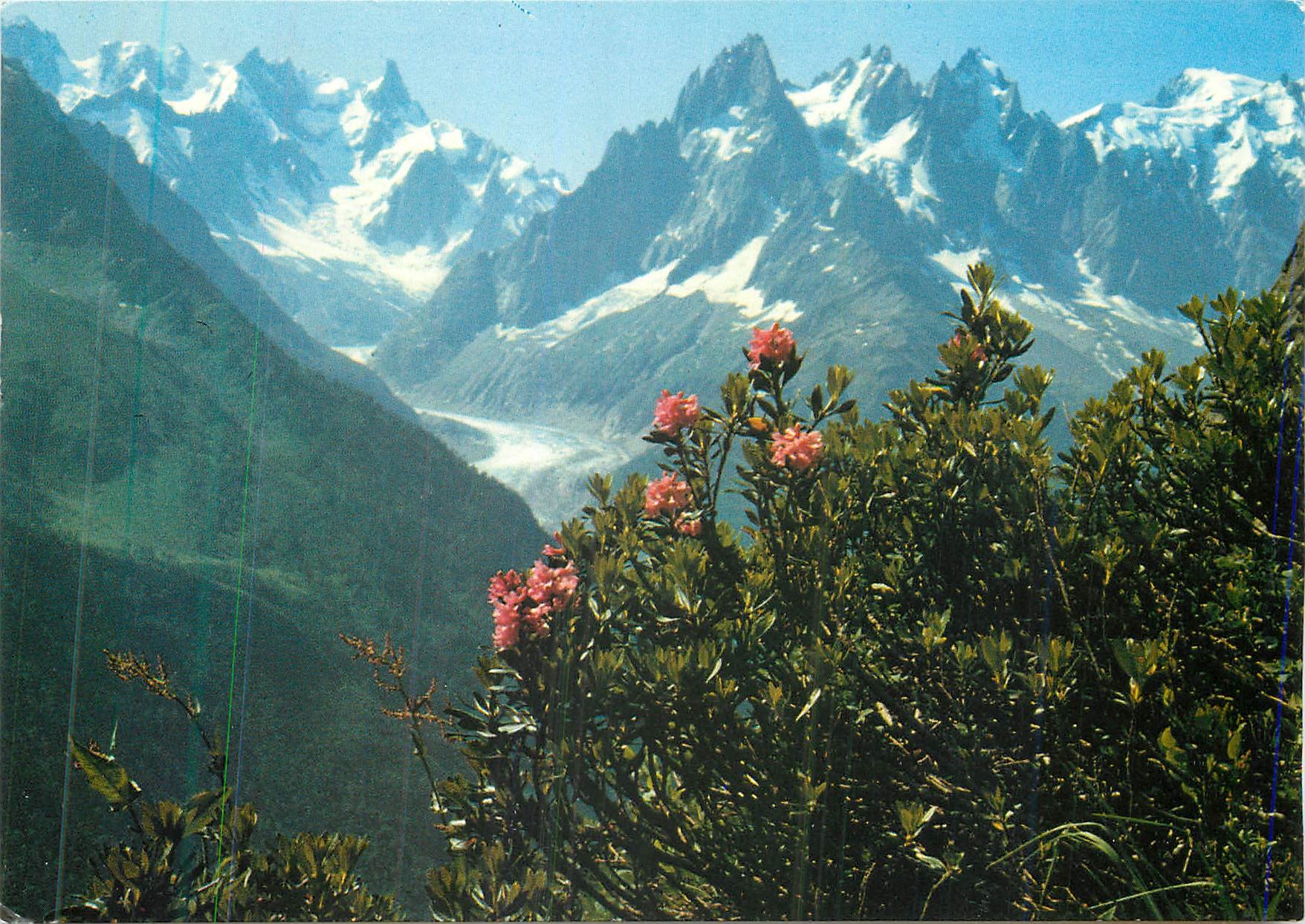 CPM Rhododendron dans le fond la Mer de Glace et la dent du Geant
