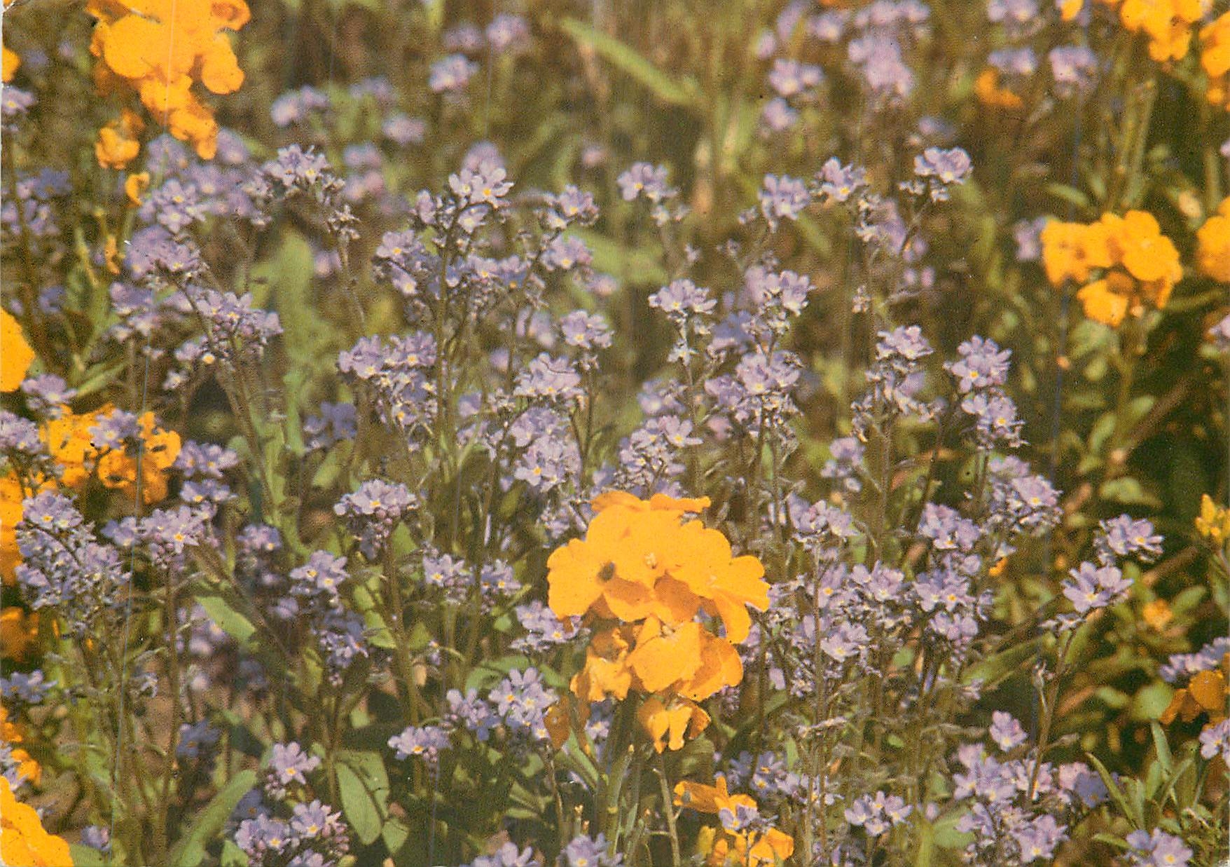 CPM Fleurs
