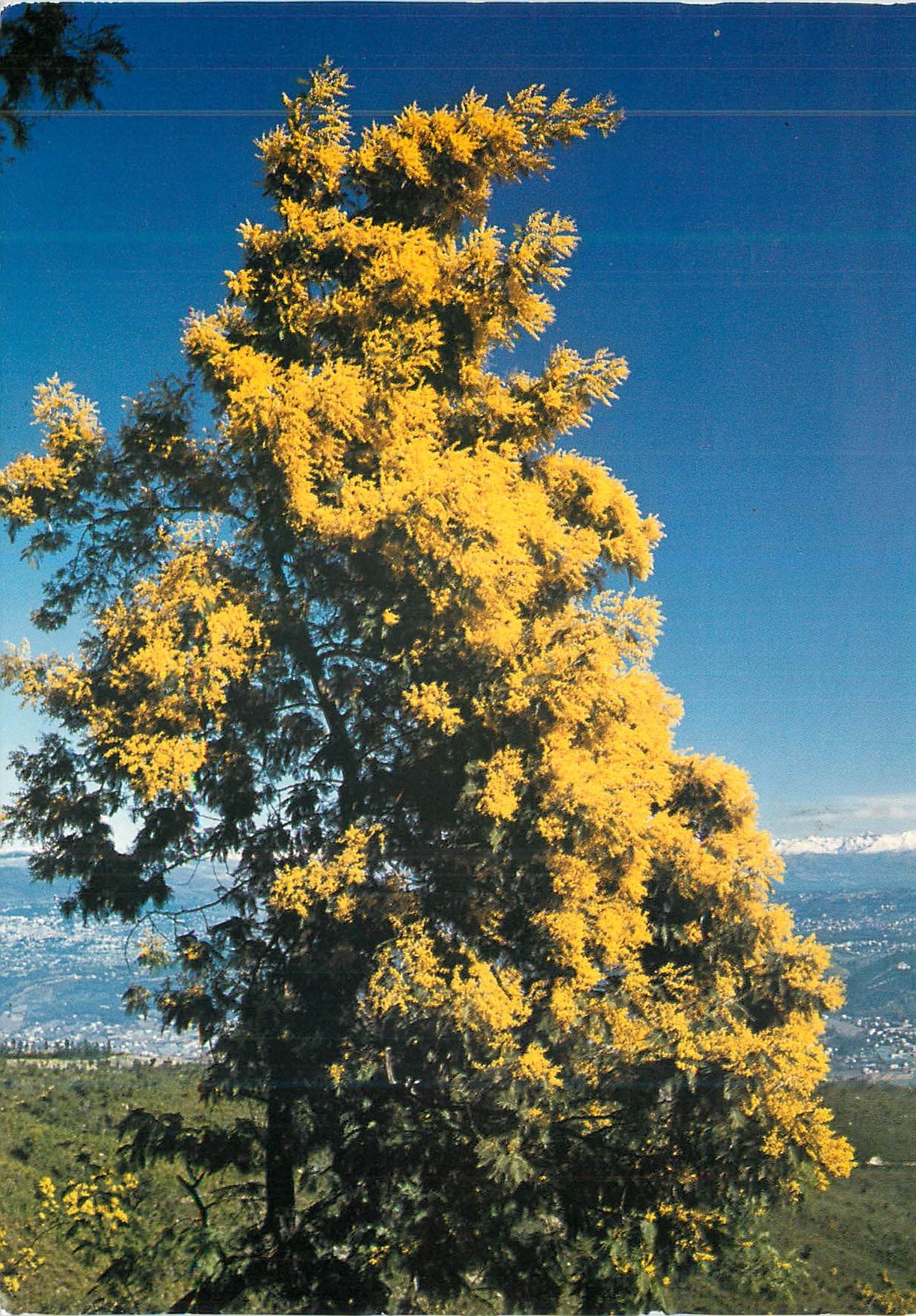 CPM Mimosa Au fond les Alpes
