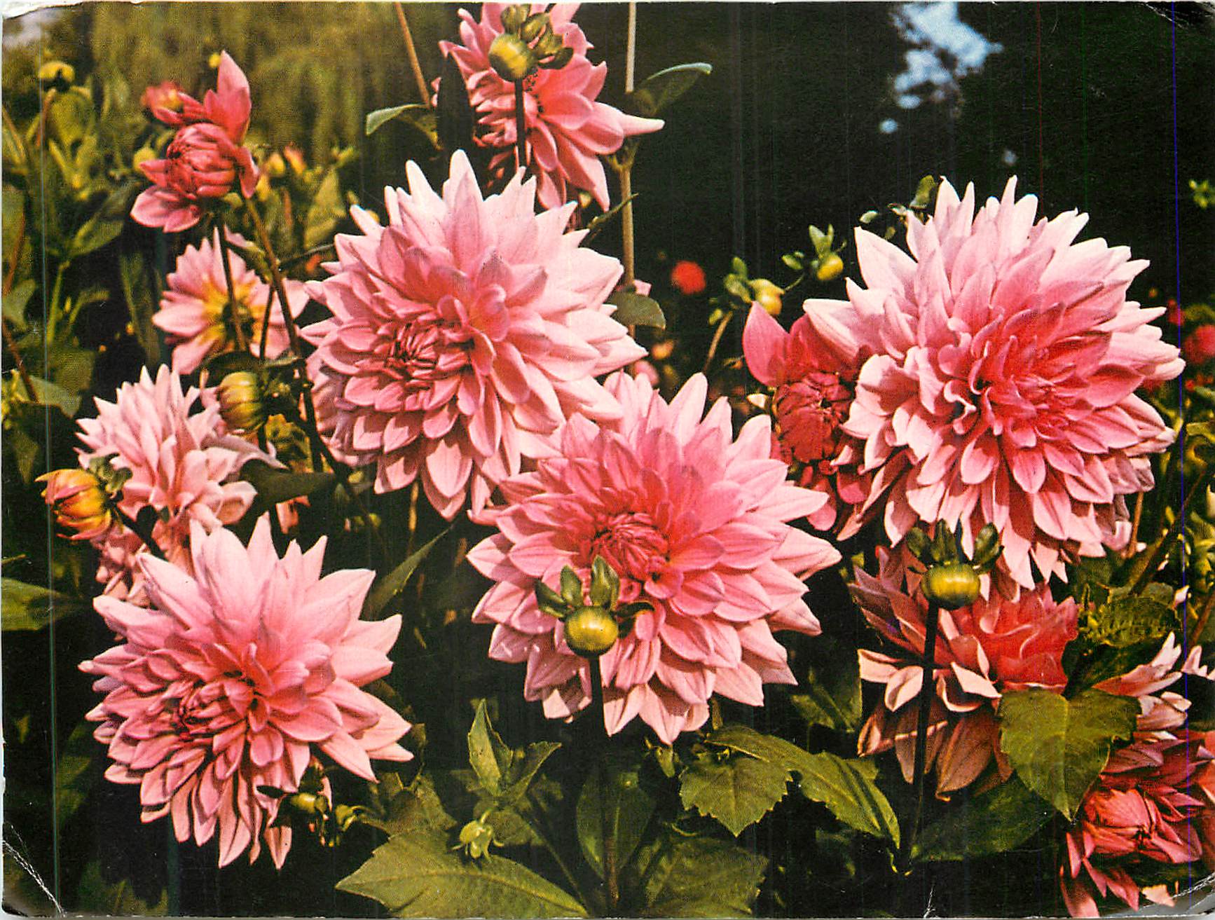 CPM Dahlia
