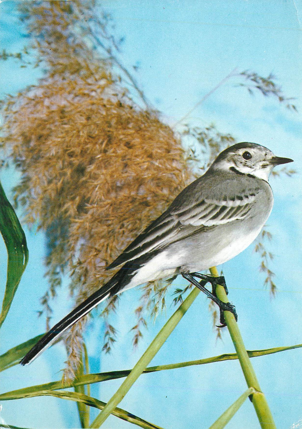 CPM Bachstelze white wagtail bergeronette grise