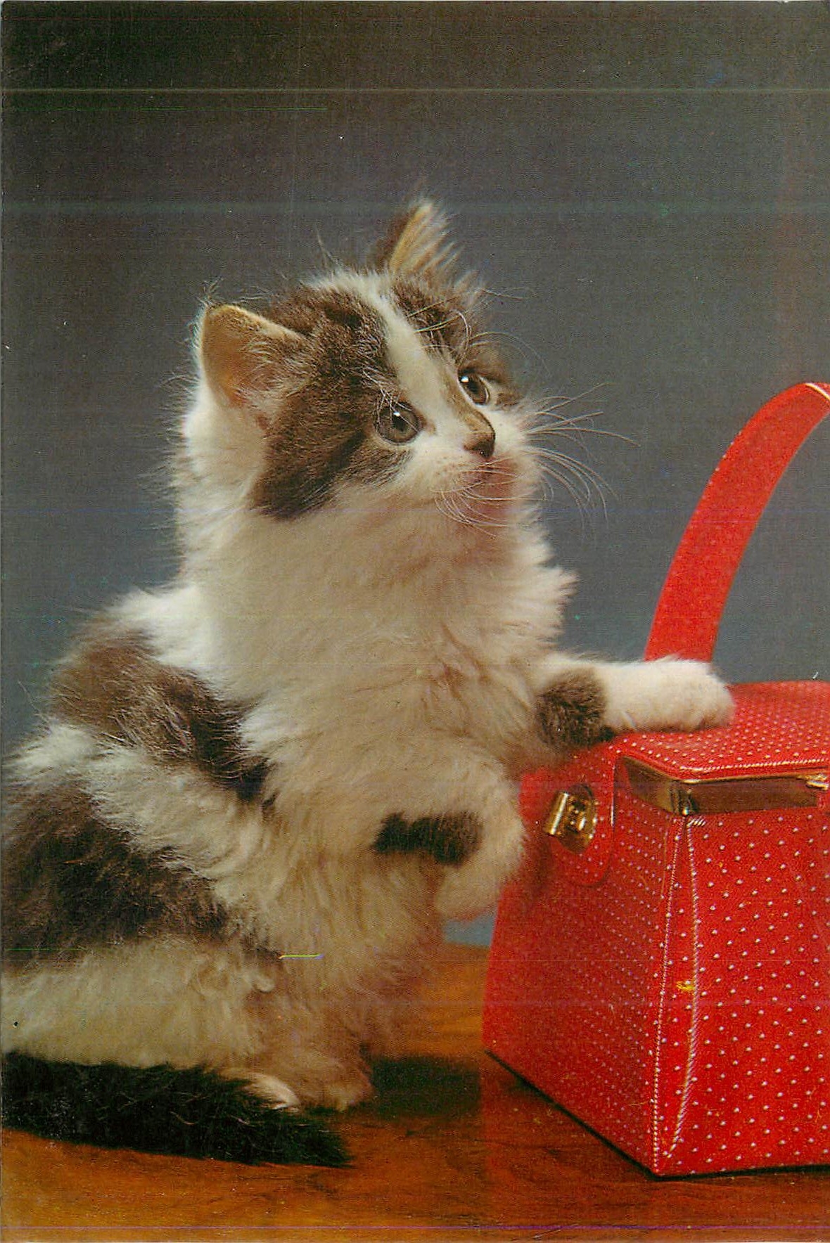 CPM Chat Chaton