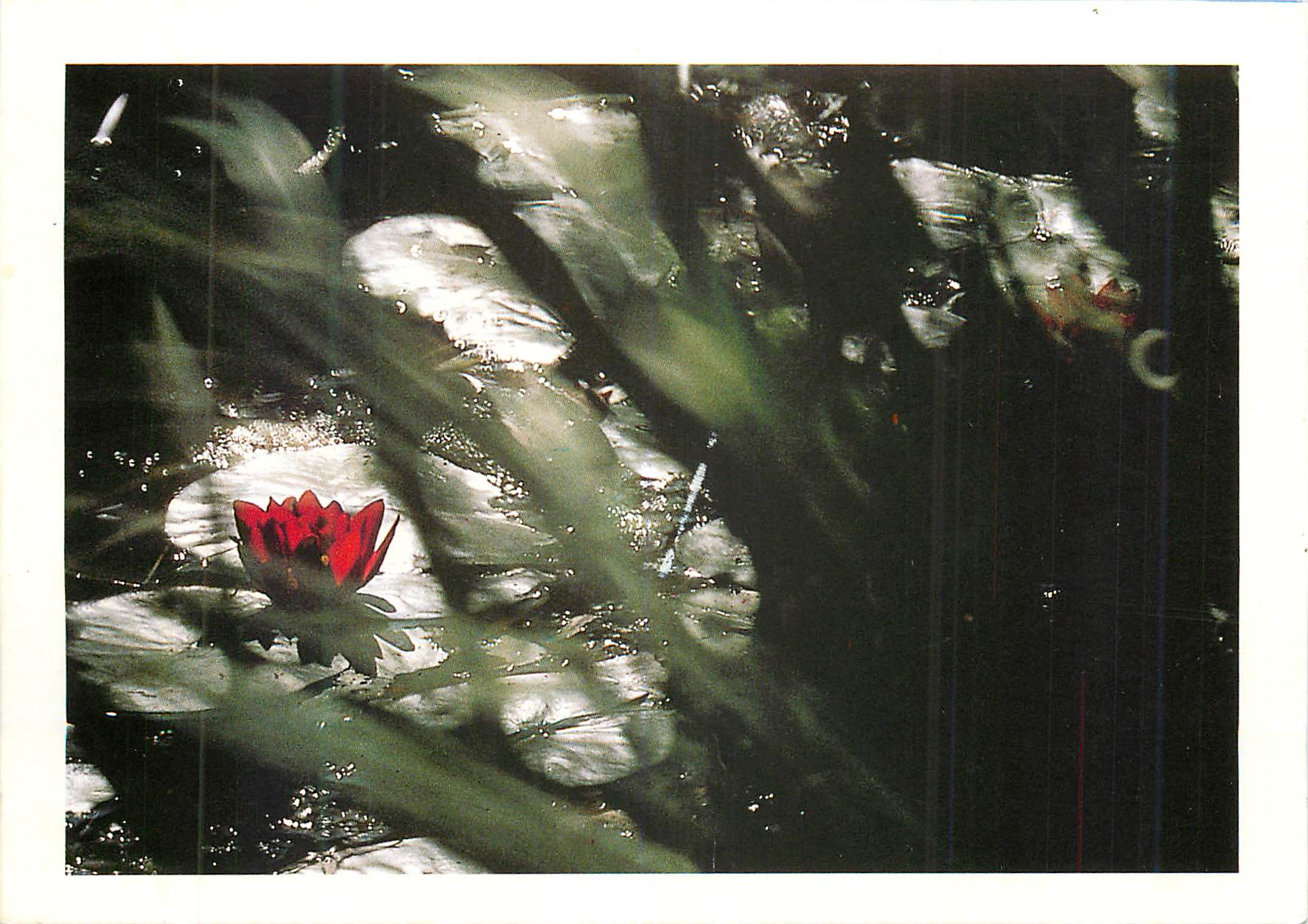 CPM Dennis stock sur Magnum du livre flower show