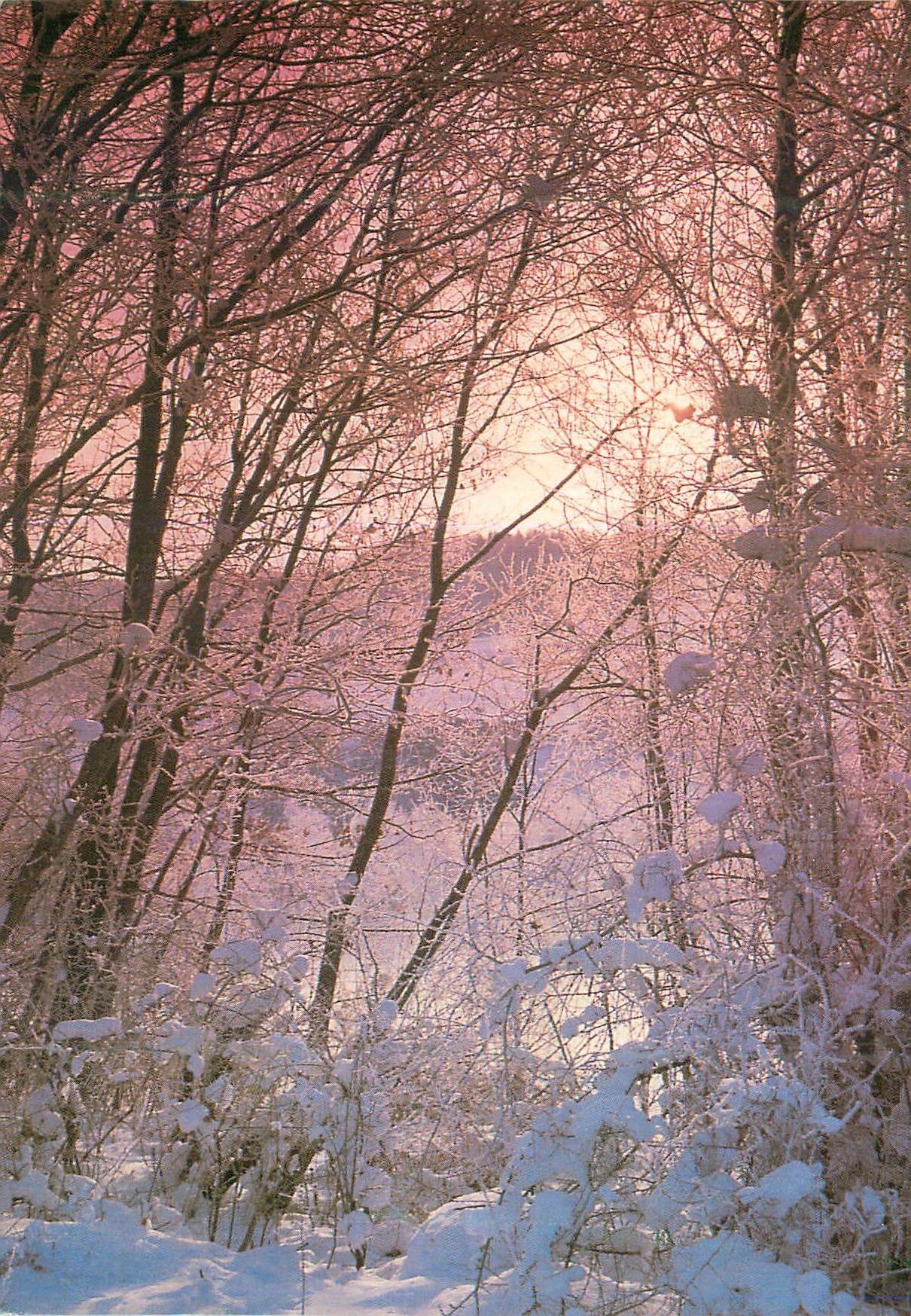 CPM Les arbres