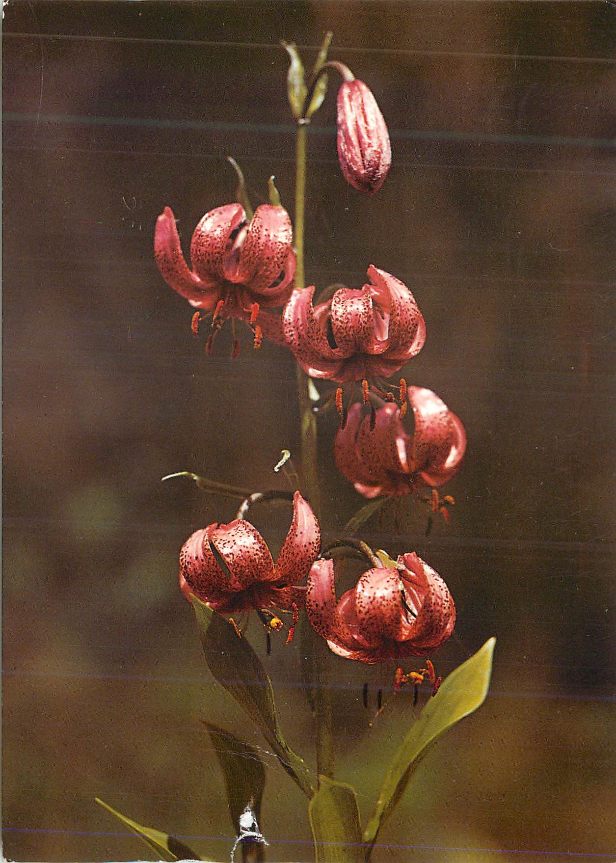 CPM Lilium martagon