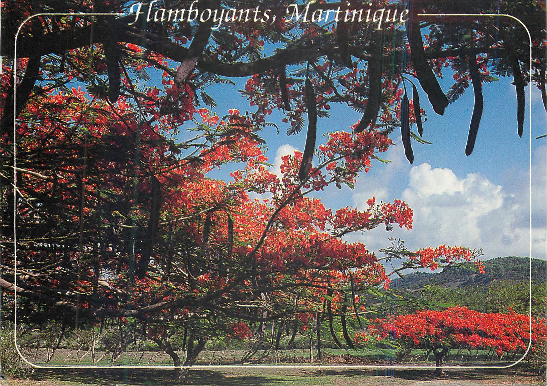Flamboyants, Martinique — Éditions André Exbrayat, série 64 60 58