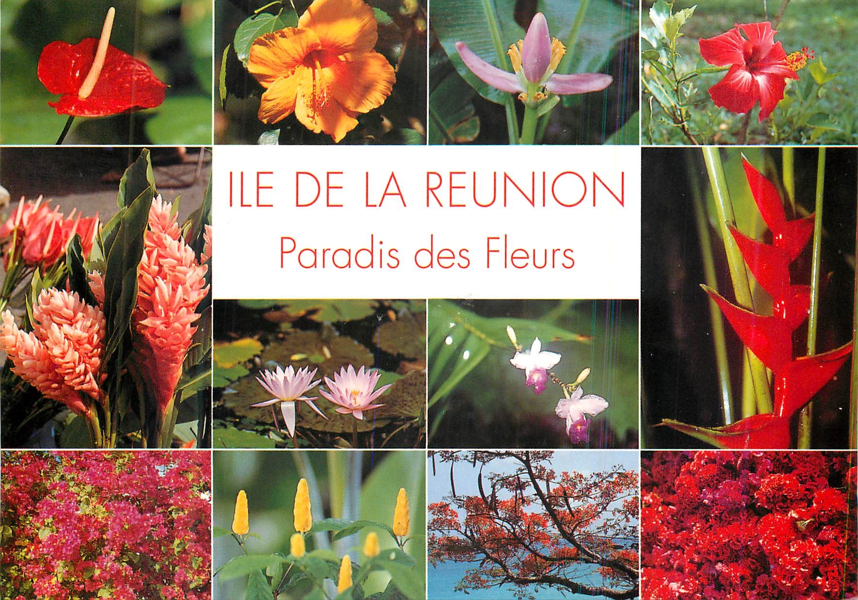 CPM Ile de la reunion paradis des fleurs