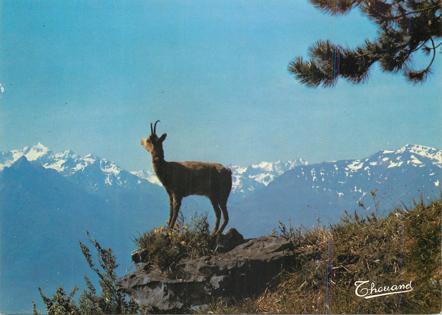 CPM Les Pyrenees Isard
