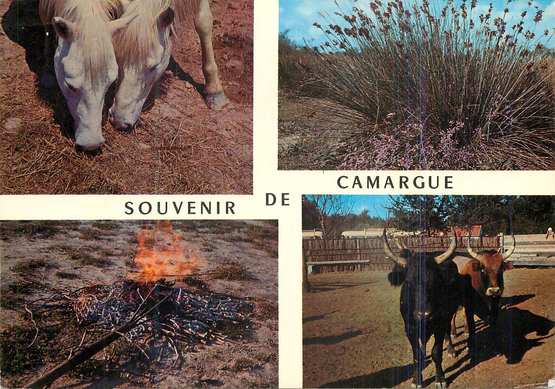 CPM Les belles images de provence souvenir de camargue chevaux angaanes fer rouge pour le marquage des taureaux Cheval 