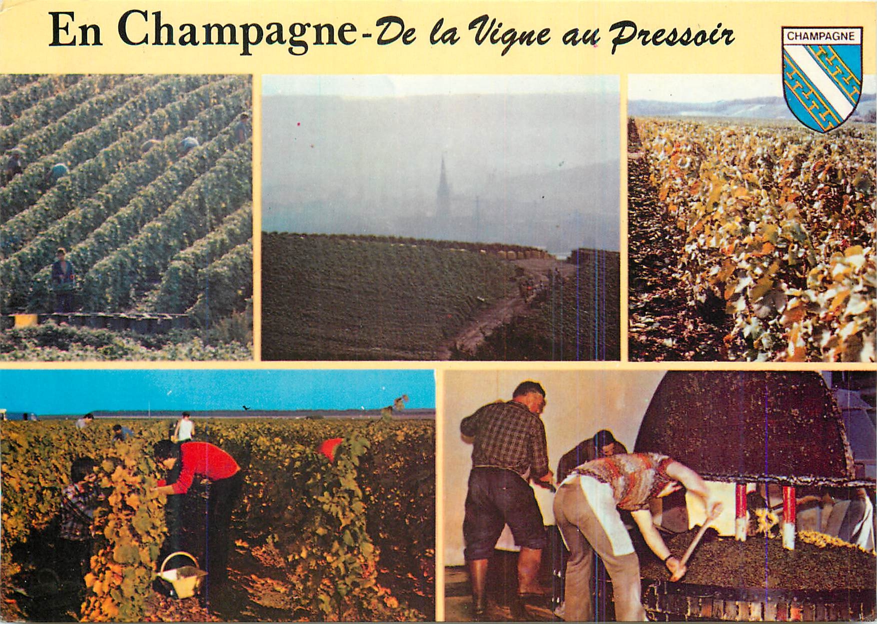 CPM En champagne de la vigne au pressoir