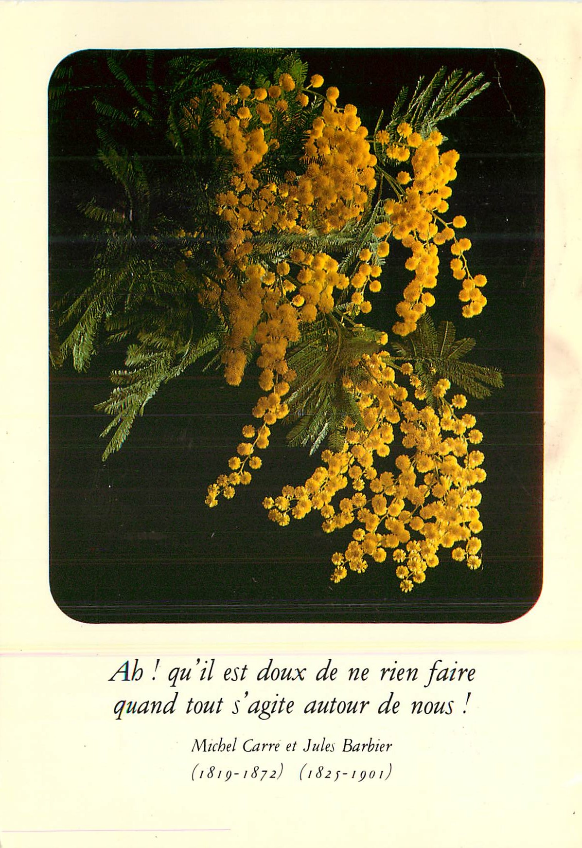 CPM Mimosa