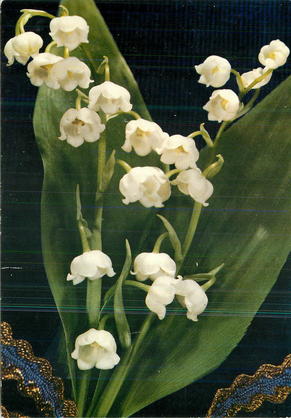 CPM Fleurs