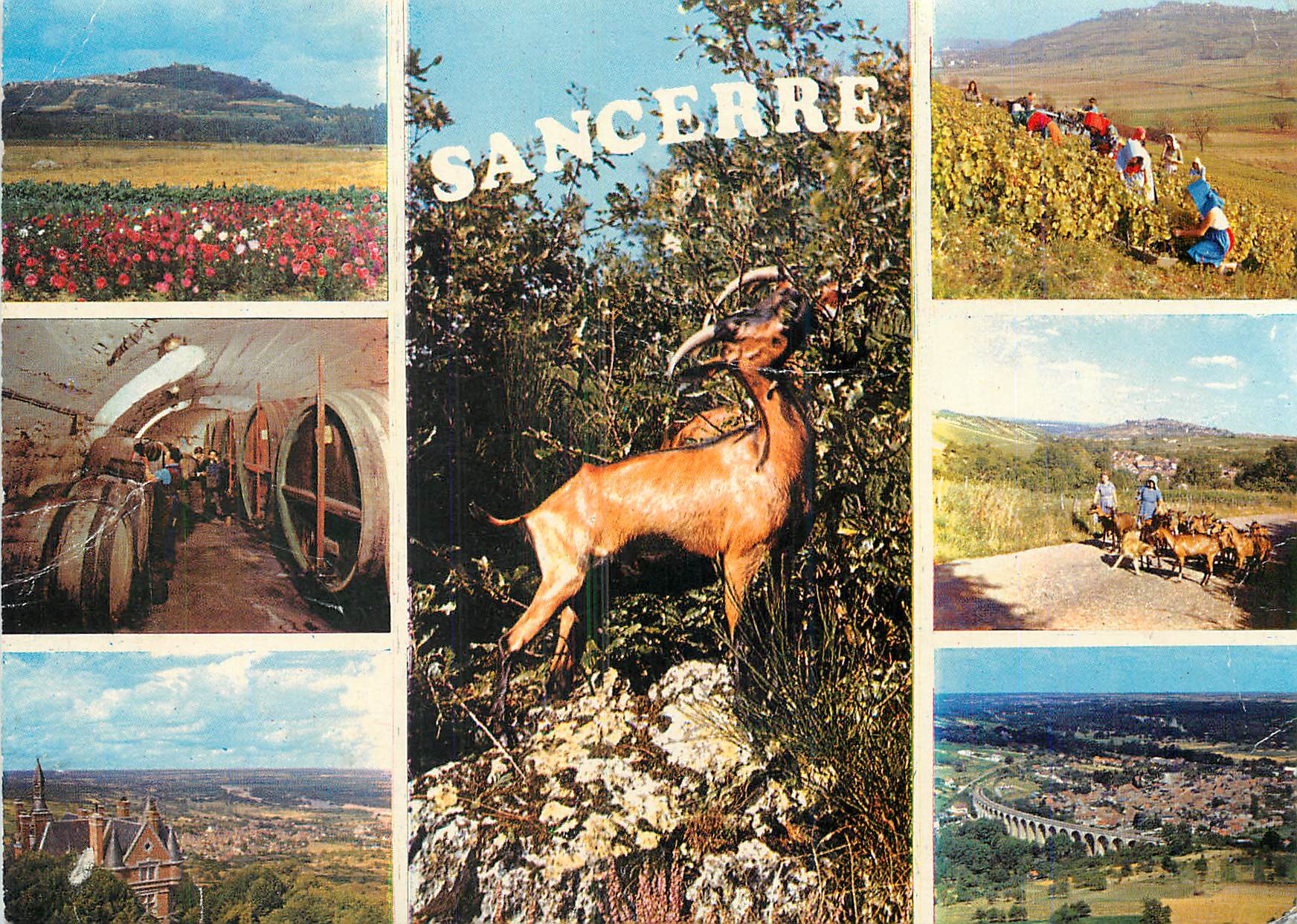 CPM Sancerre (Cher) vue generale une cave vue generale des bords de la loire Chevre
