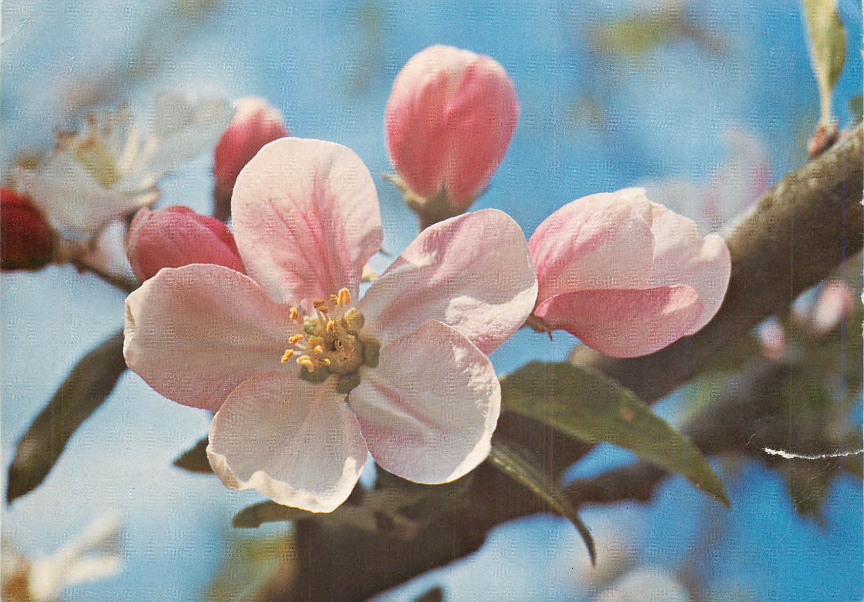 CPM Paris Fleur de Pommier