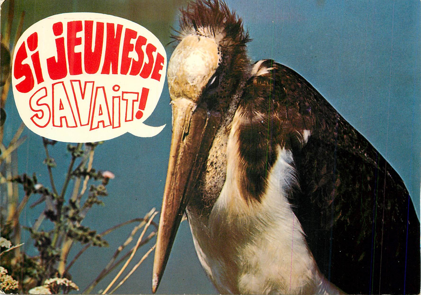 CPM Villars-les-Dombes Parc Ornithologique Departement de la Dombes