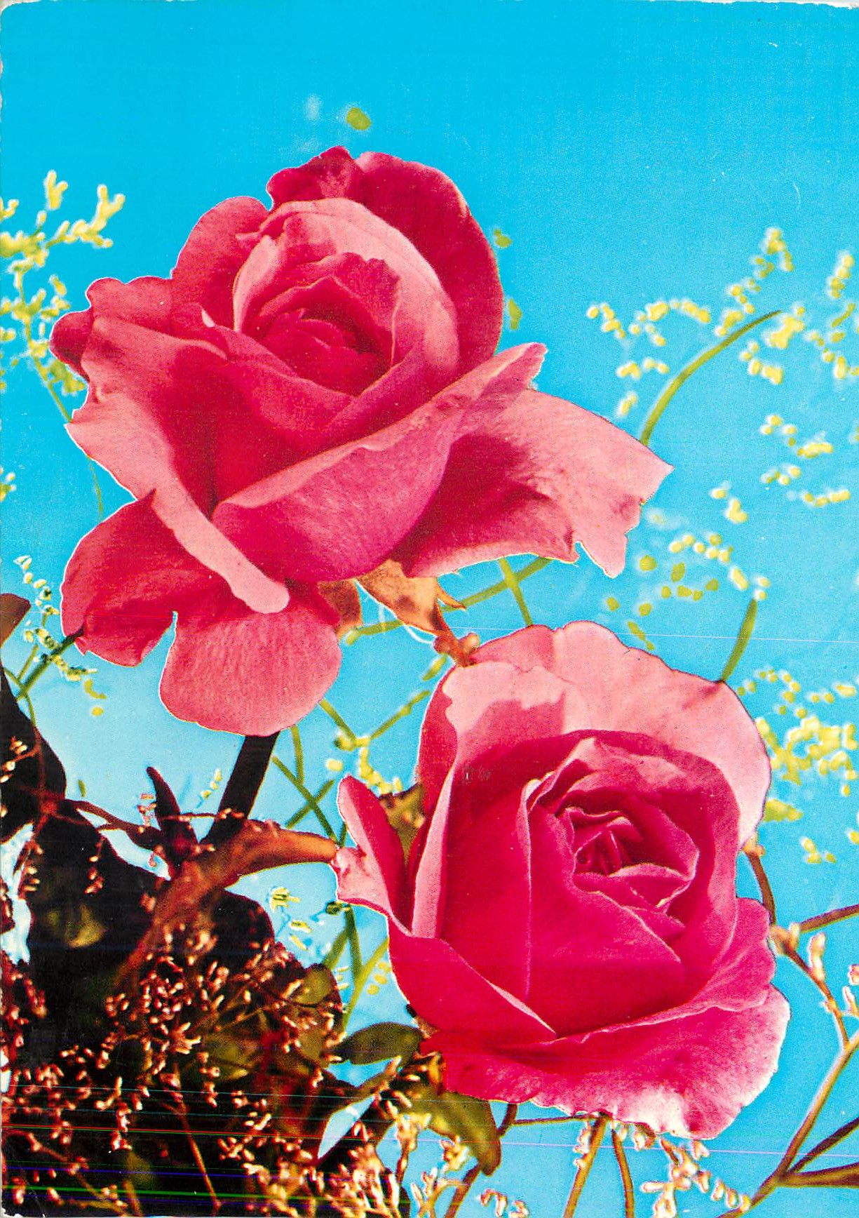 CPM Fleurs Roses