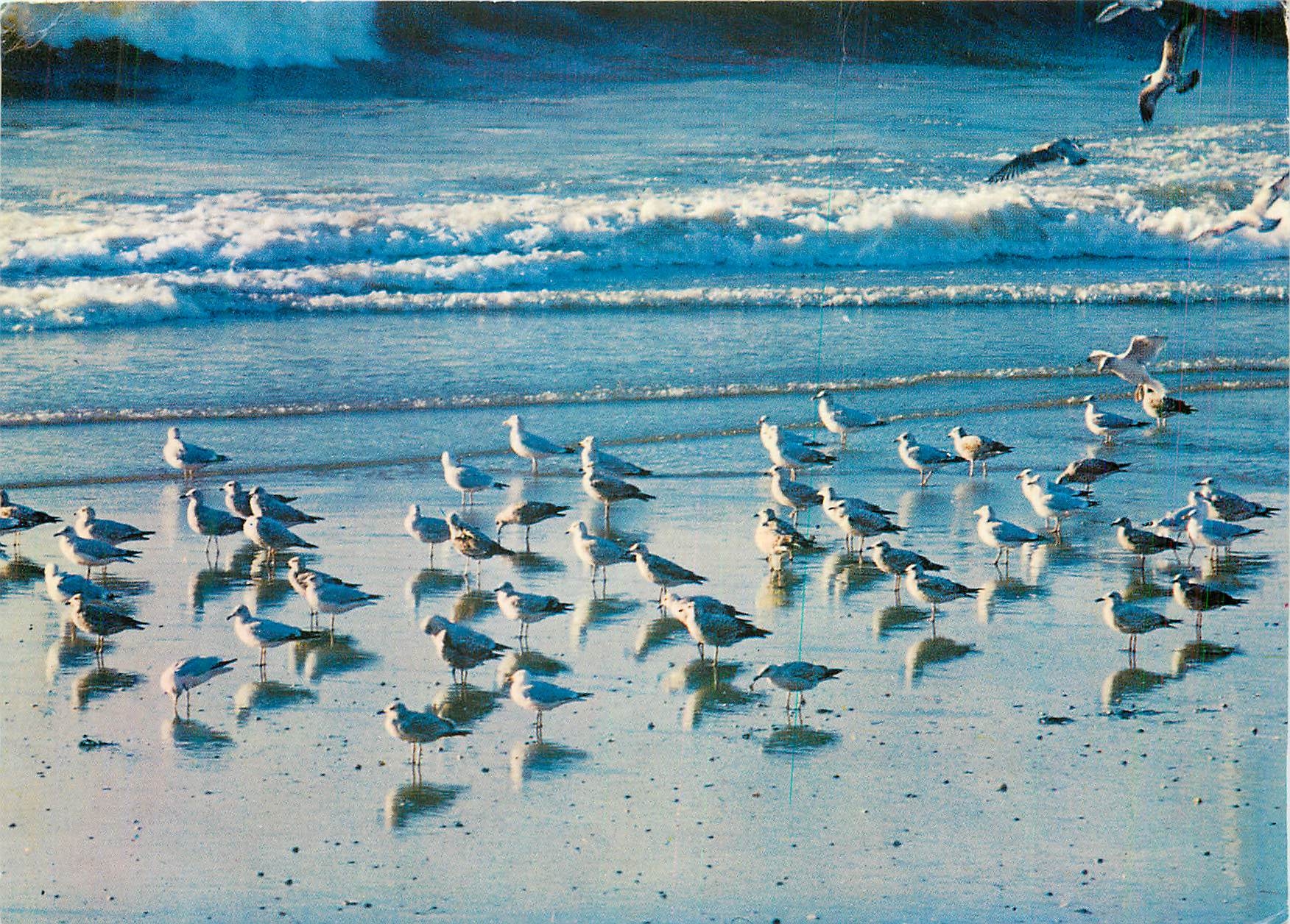 CPM Oiseaux des Cotes de France Rassemblement hivernal de goelands argente adultes et immatures