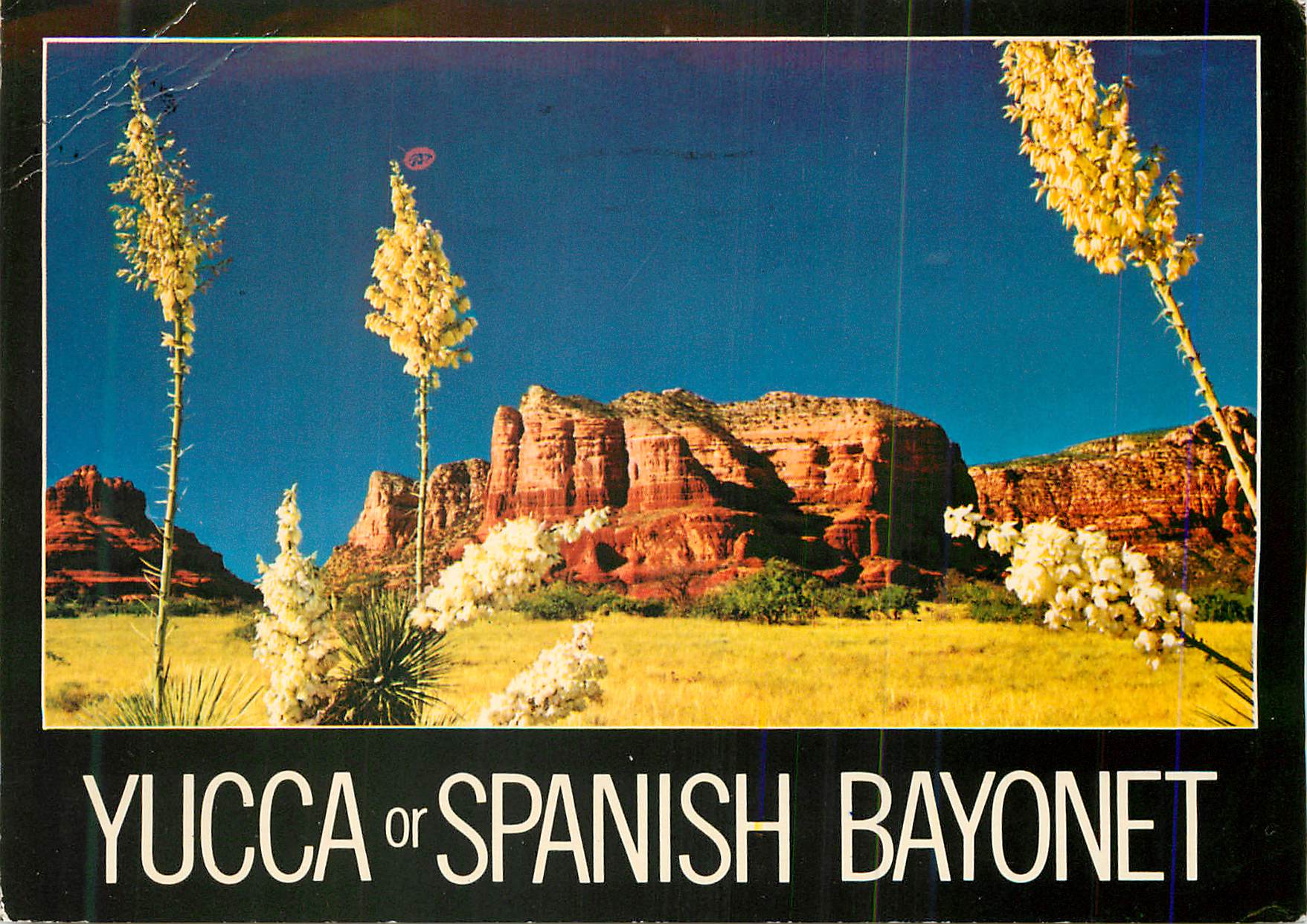 CPM Yucca or Spanish Bayonet