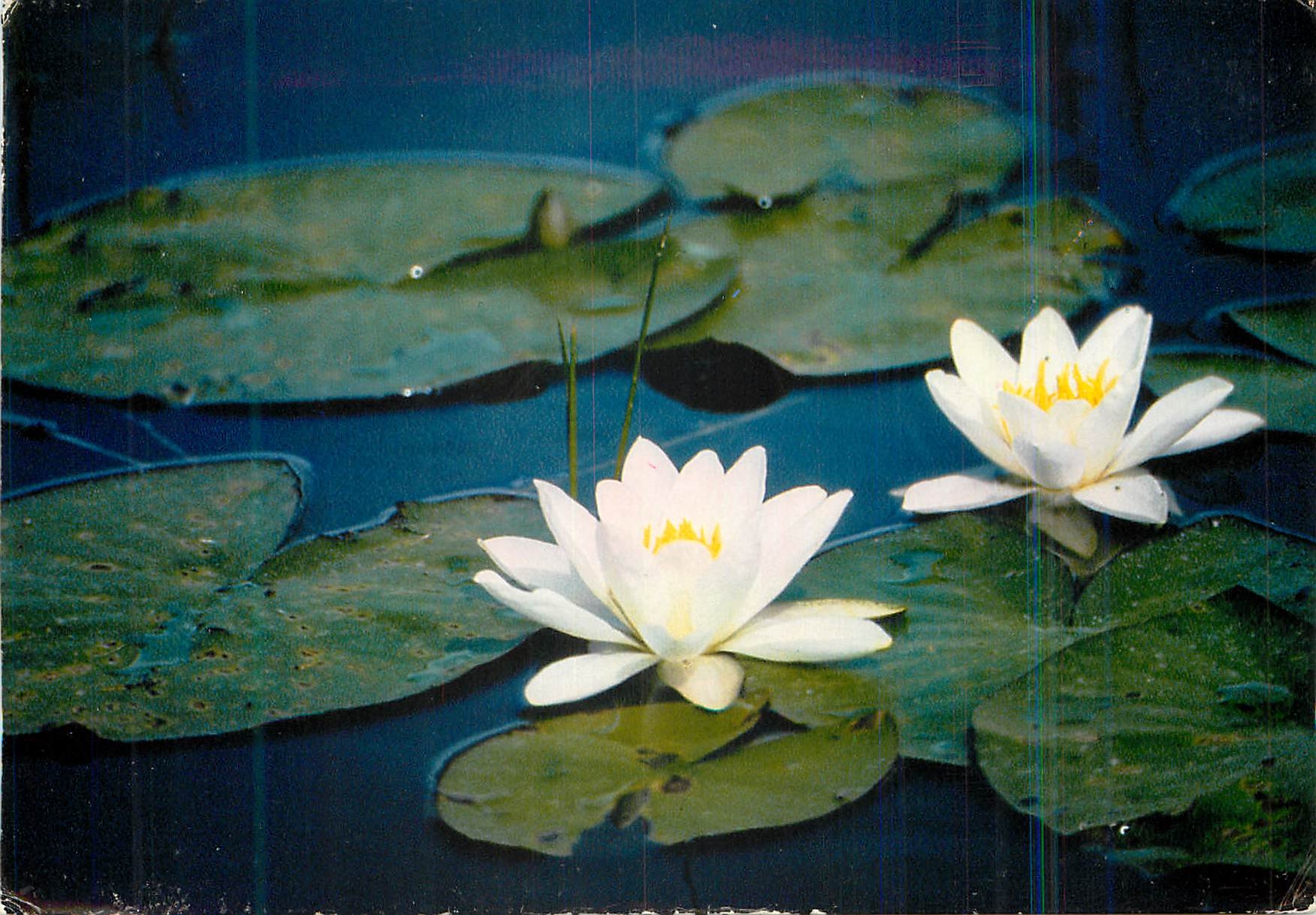 CPM La Loire-Atlantique touristique Parc regional de Briere Fleurs de nenuphar