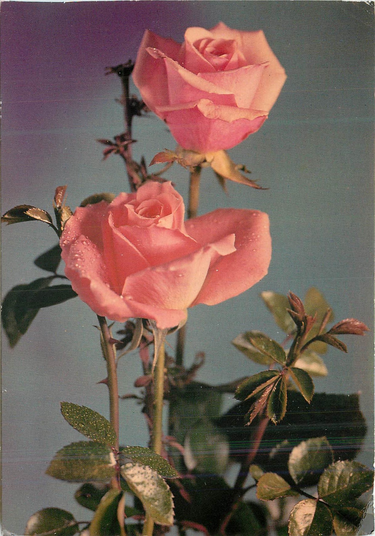 CPM Fleurs