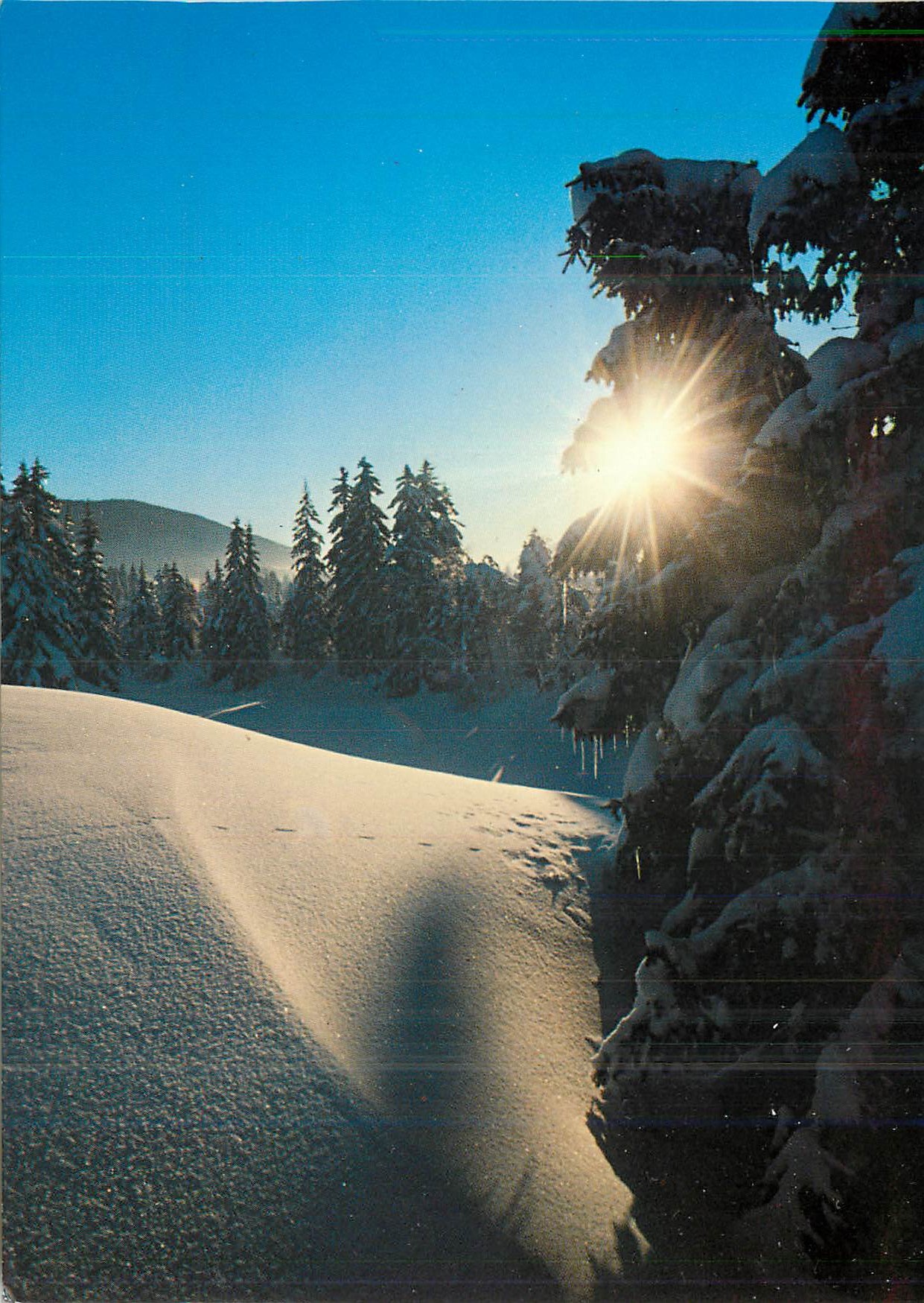 CPM La Foret sous la neige