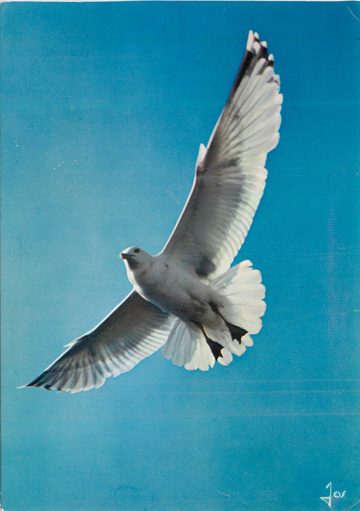 CPM Oiseaux de Bretagne Goeland argente