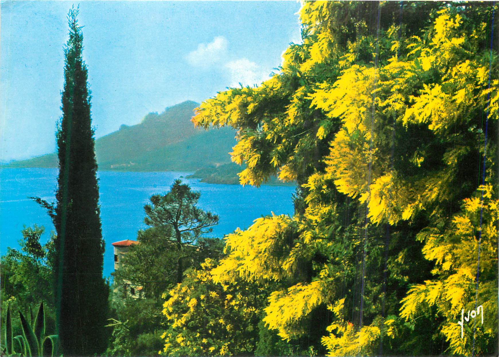 CPM La Cote d'Azur Printemps sur la Cote d'Azur les Mimosas en fleur