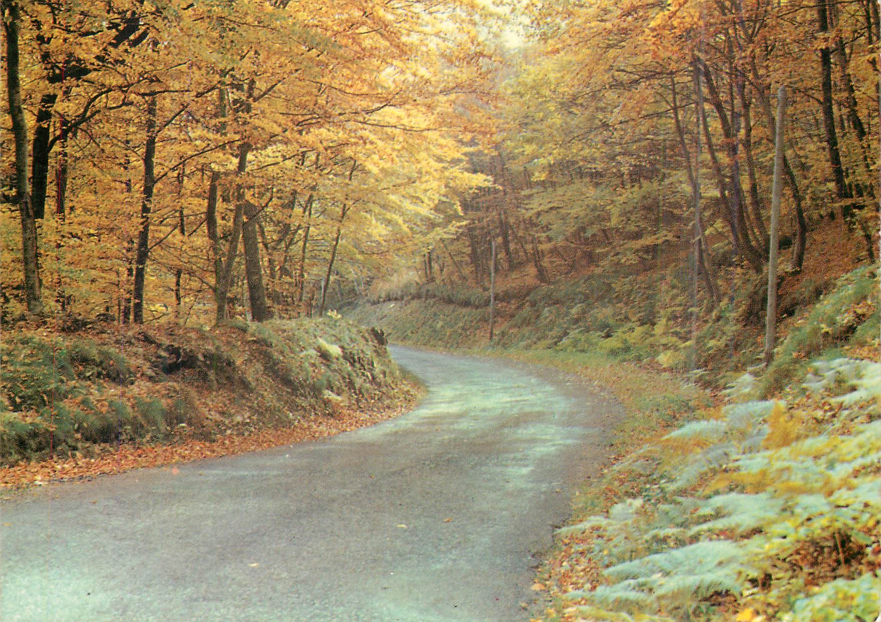 CPM En Morvan Sous bois en automne