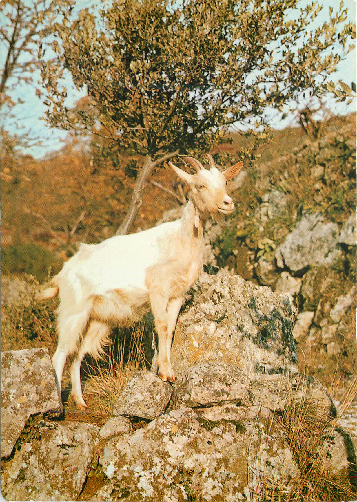 CPM Les Belles Couleurs de nos Provinces Une Jolie Petite Chevre