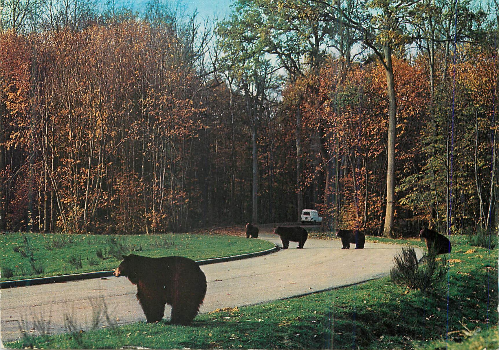CPM Safari Parc du Haut Vivarais Ours en liberte