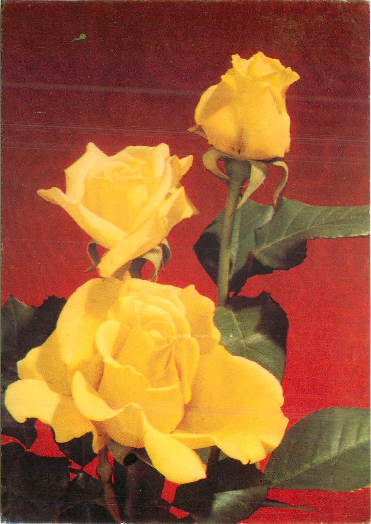 CPM Fleurs