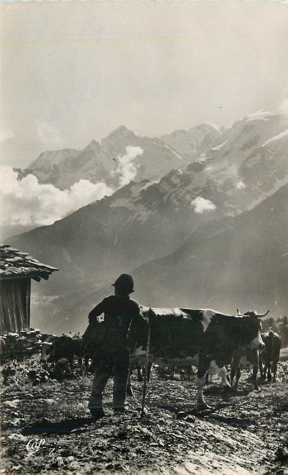 Les Contamines — Alpages du Mont-Blanc — Réal-Photo n°537
