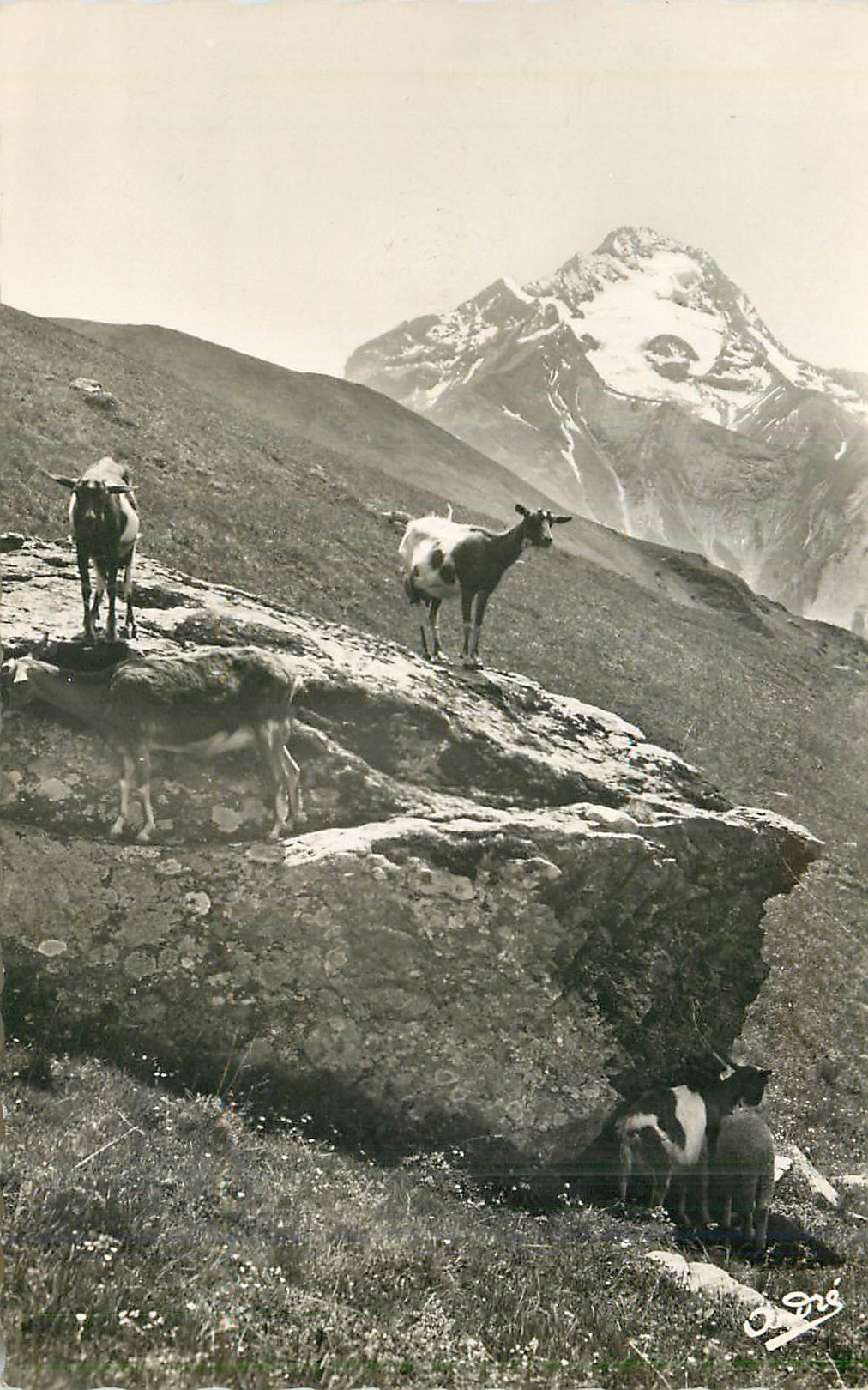 CPM Paysages alpestres chevres en haute montagne Chevres