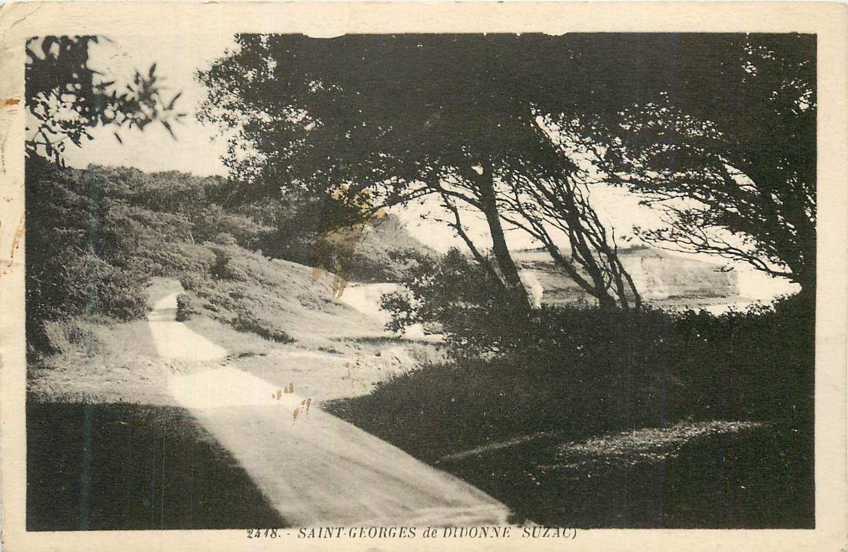 Saint-Georges de Didonne (Suzac) — vue de chemin bordé d'arbres — Cliché Le Gulastranec, Saujon n°2448
