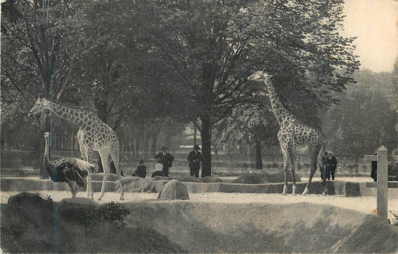 CPA Museum National d Histoire Naturelle Parc Zoologique Du Bois de Vincennes Paris Giraffe Autruche