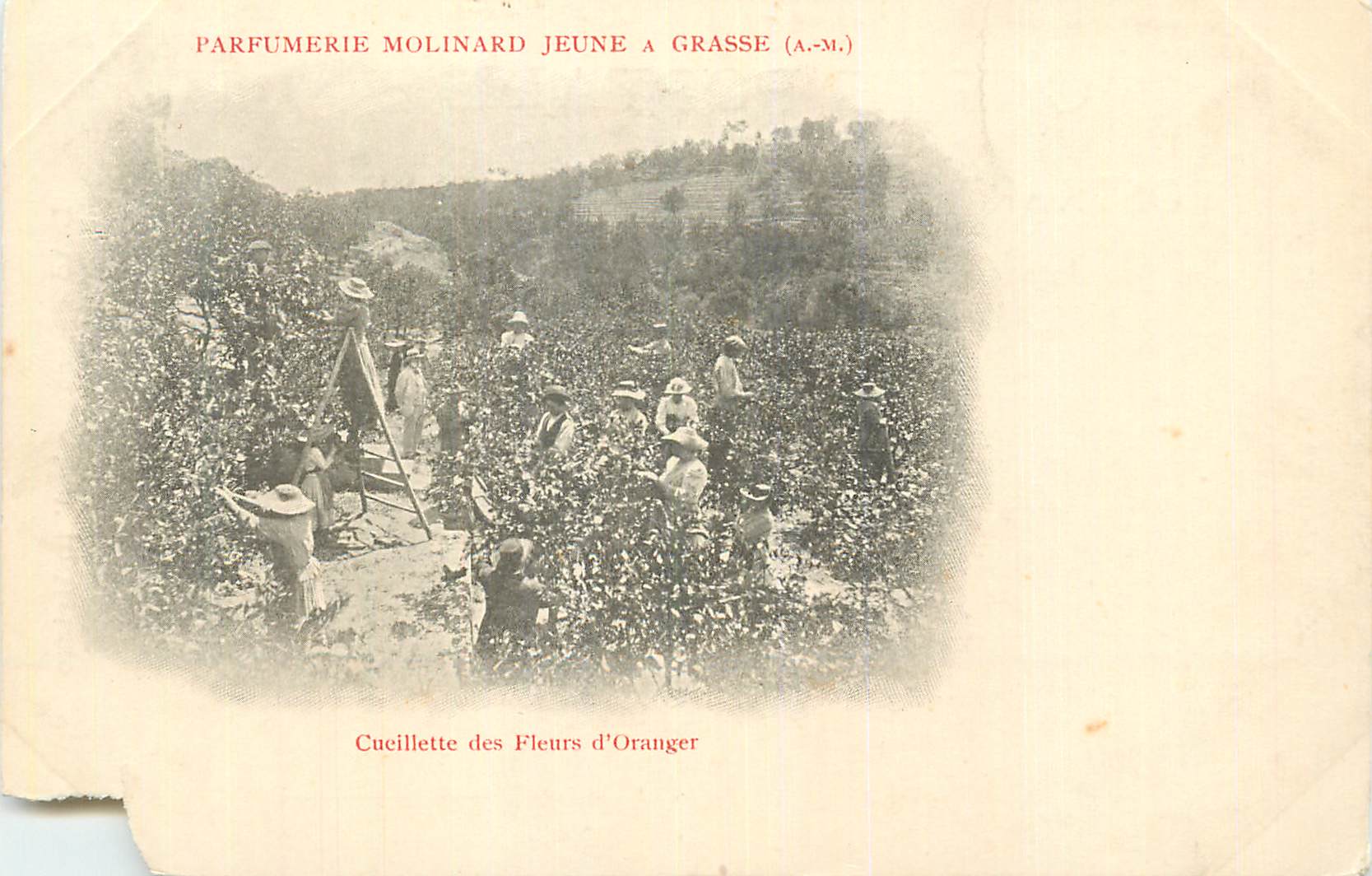 Zitronenblüten-Ernte — Parfumerie Molinard Jeune in Grasse (A.-M.)