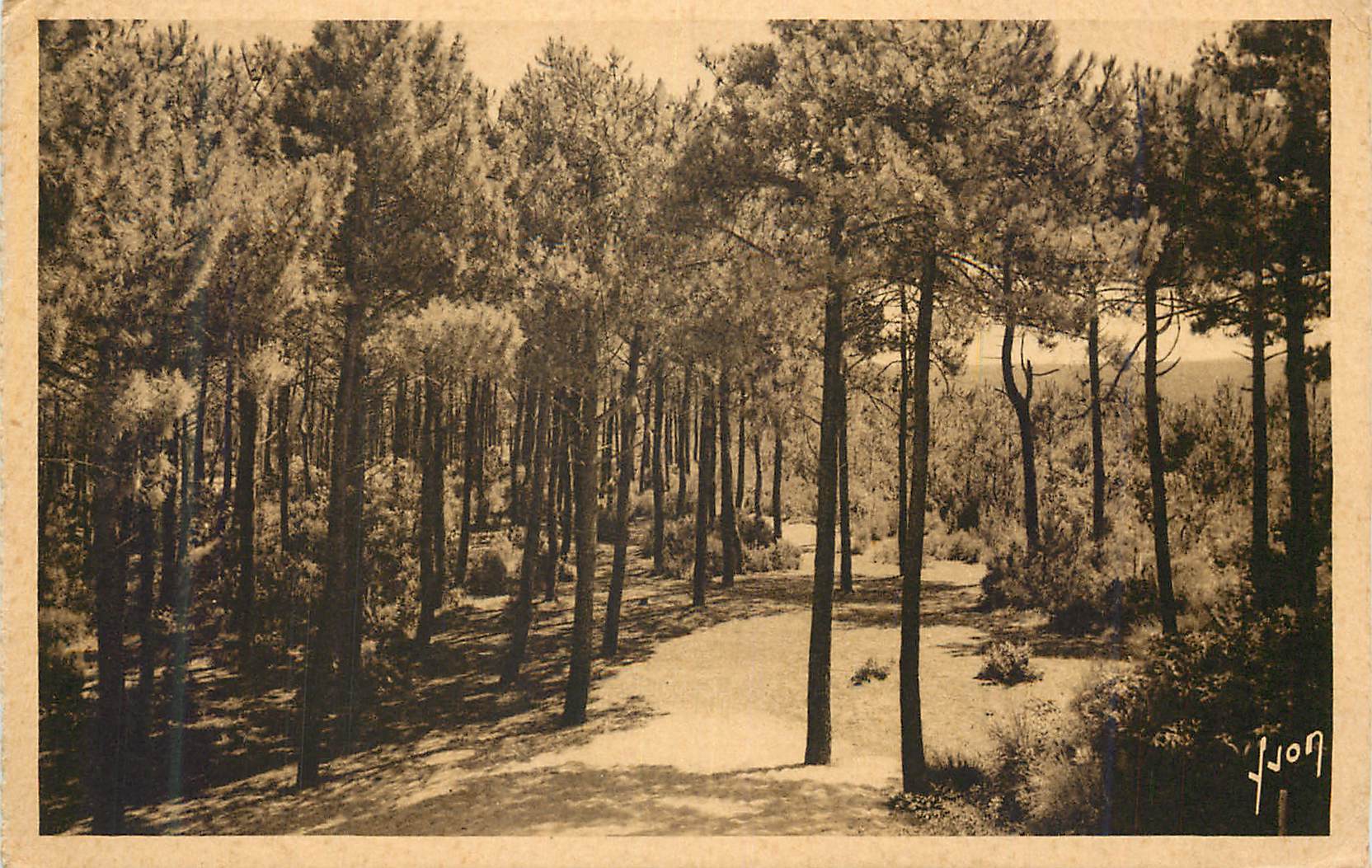 CPA Pyla sur Mer Gironde Les pins vers la grande dune 