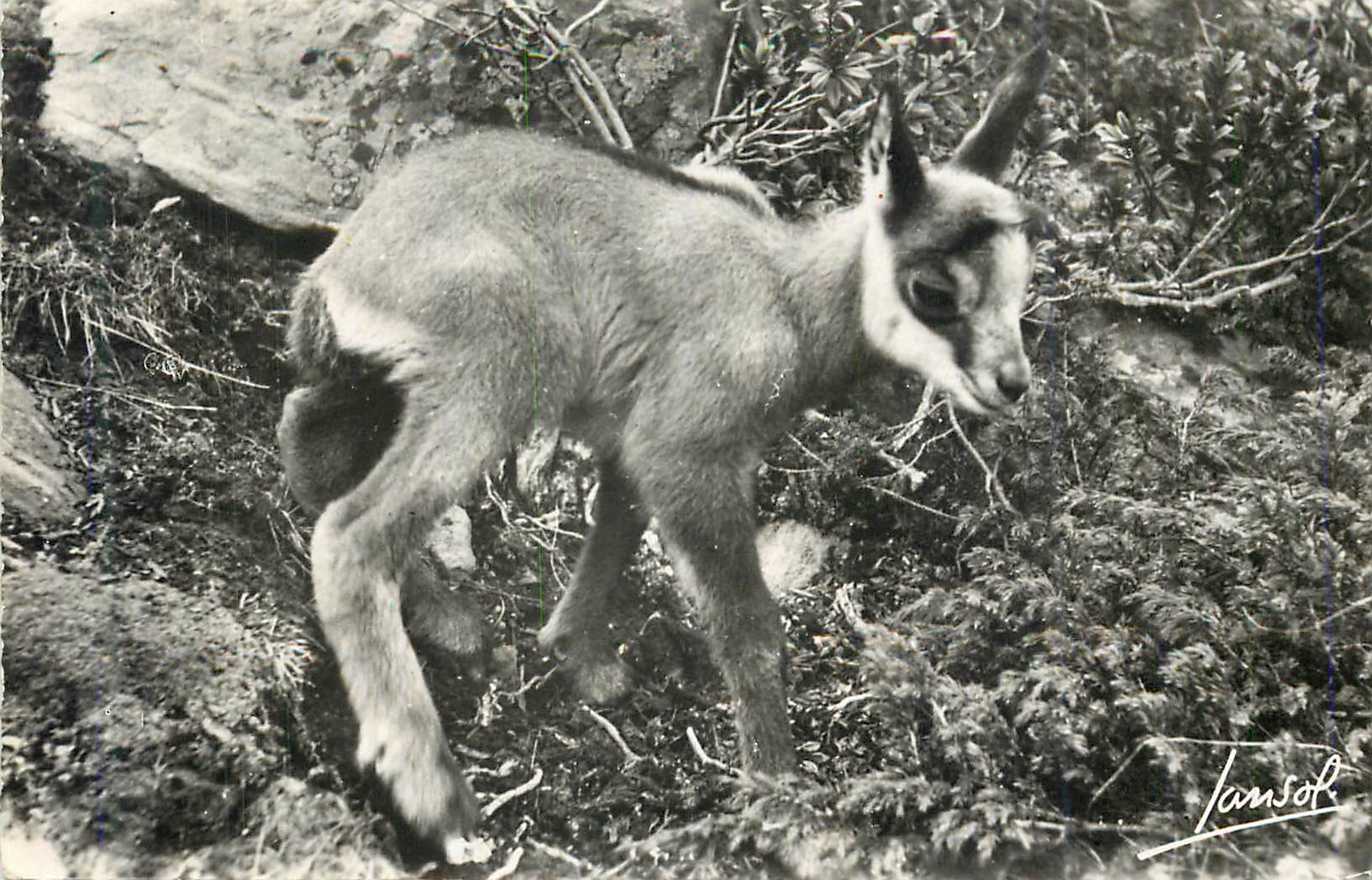 CPM Les Animaux de la Montagne Petit Chamois 