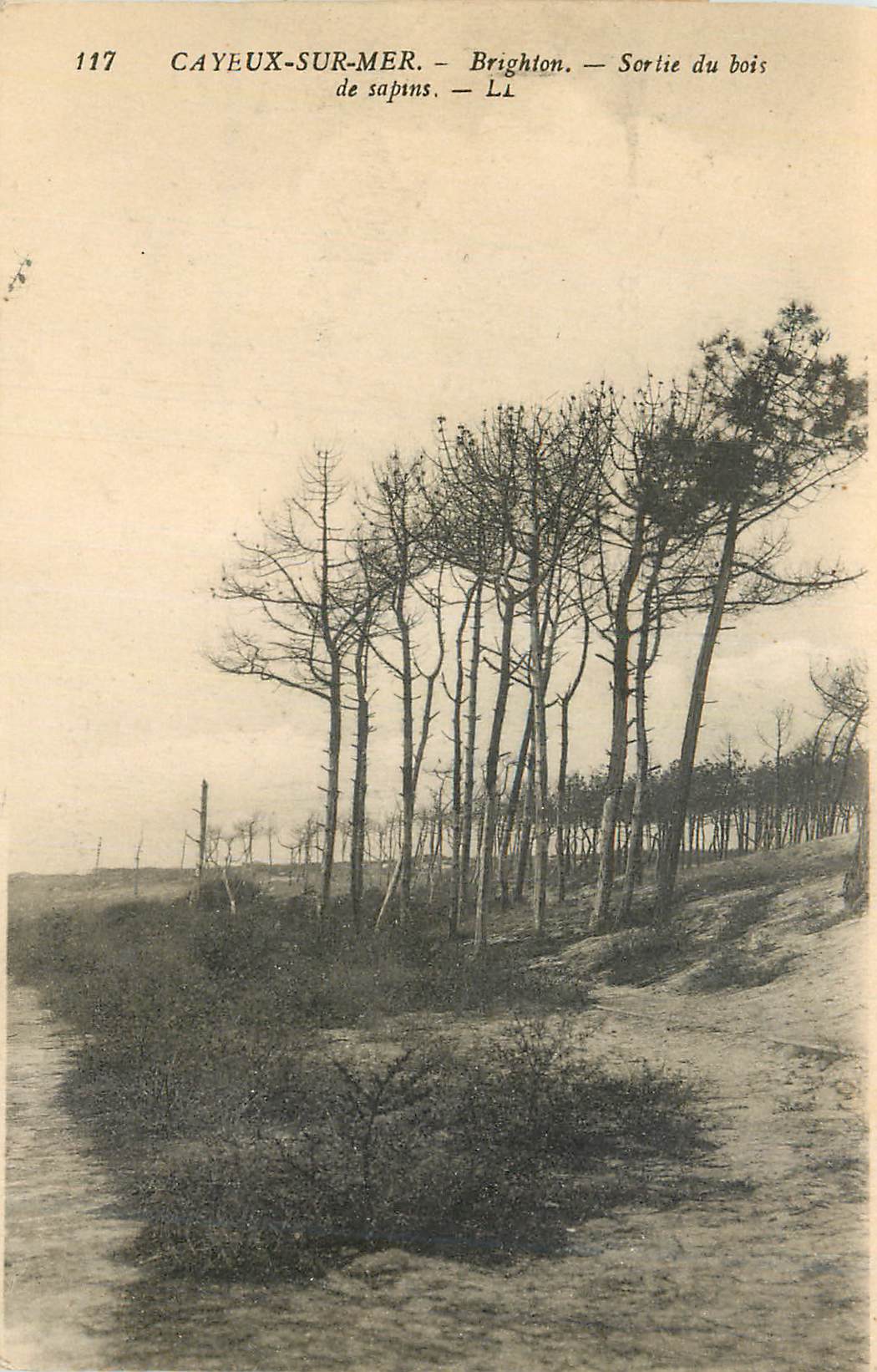 CPA Cayeux sur Mer Brighton Sortie du bois de sapins 