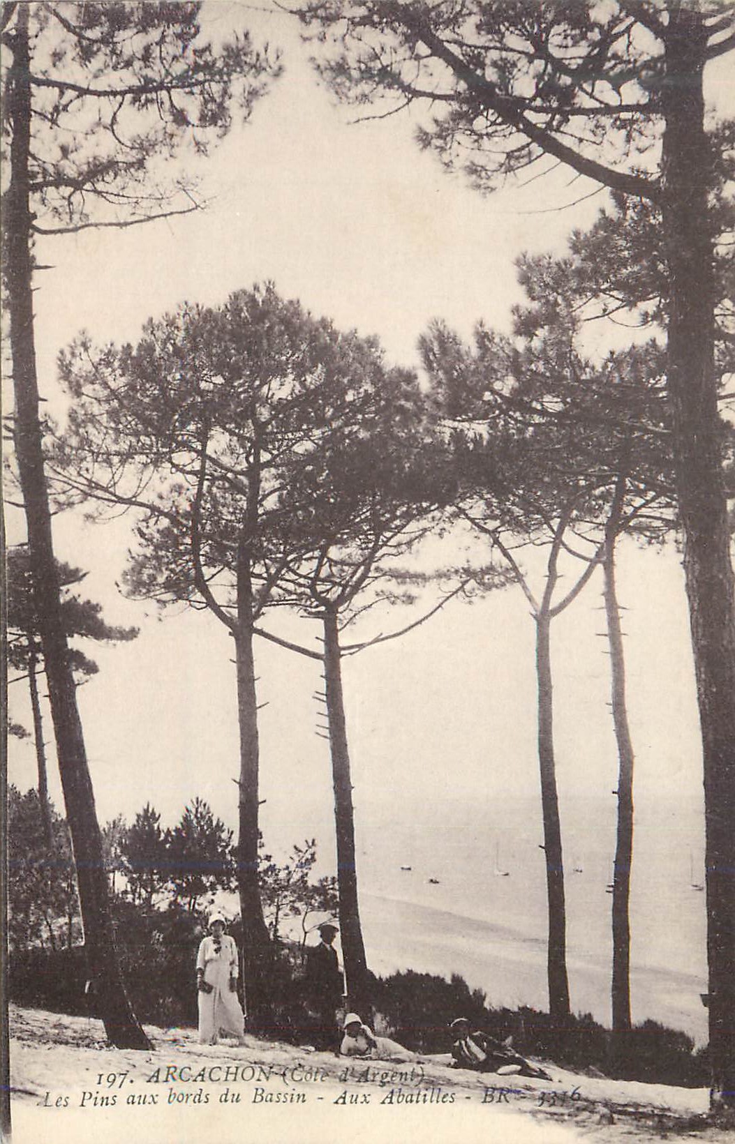 Pines Along the Edge of the Basin - At the Abatilles - Arcachon (Silver Coast) - BR-3316