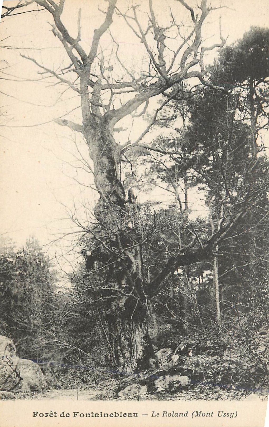 Bosque de Fontainebleau — El Roland (Mont Ussy)